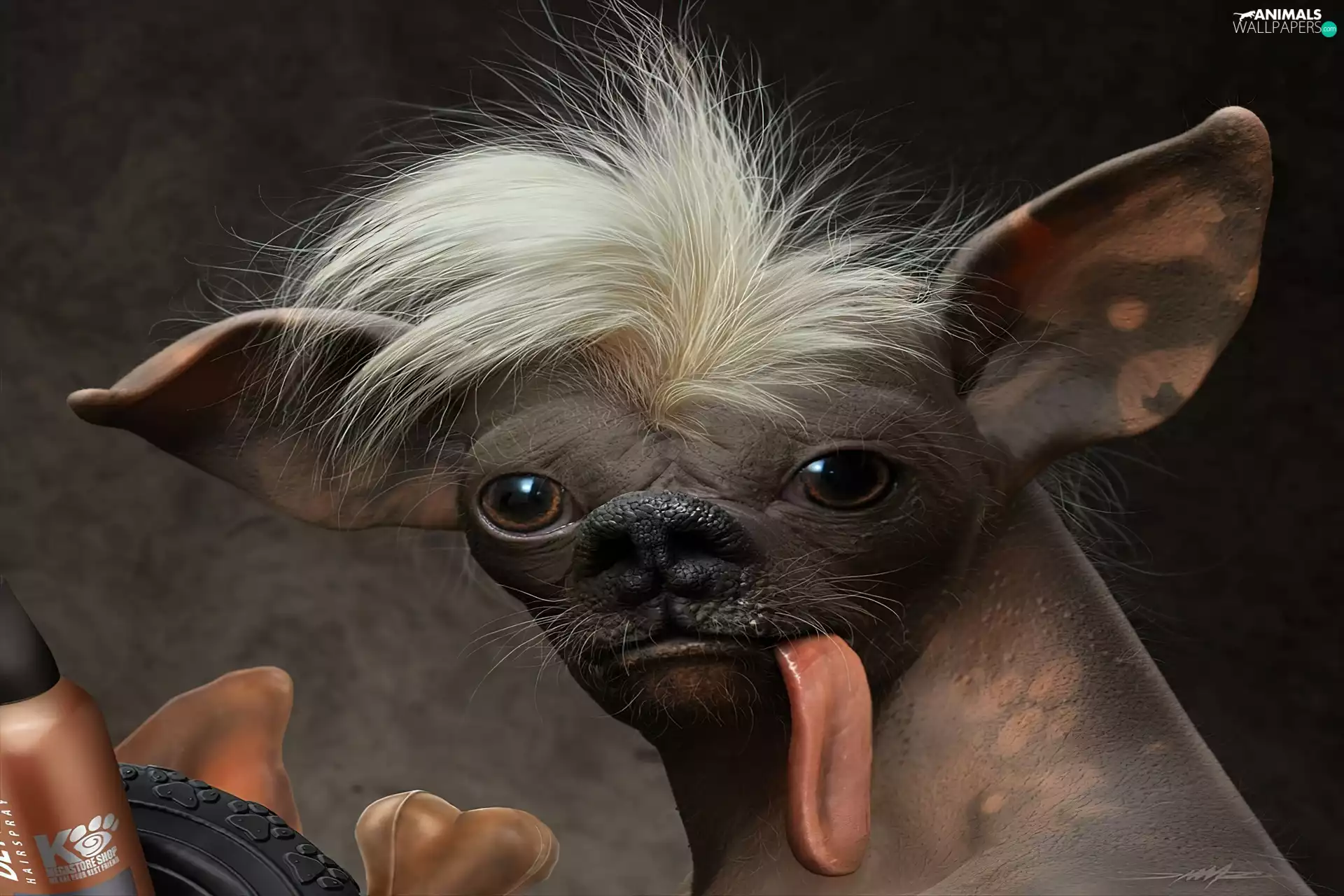 dog, Tounge, inese Crested Dog, Iroquois