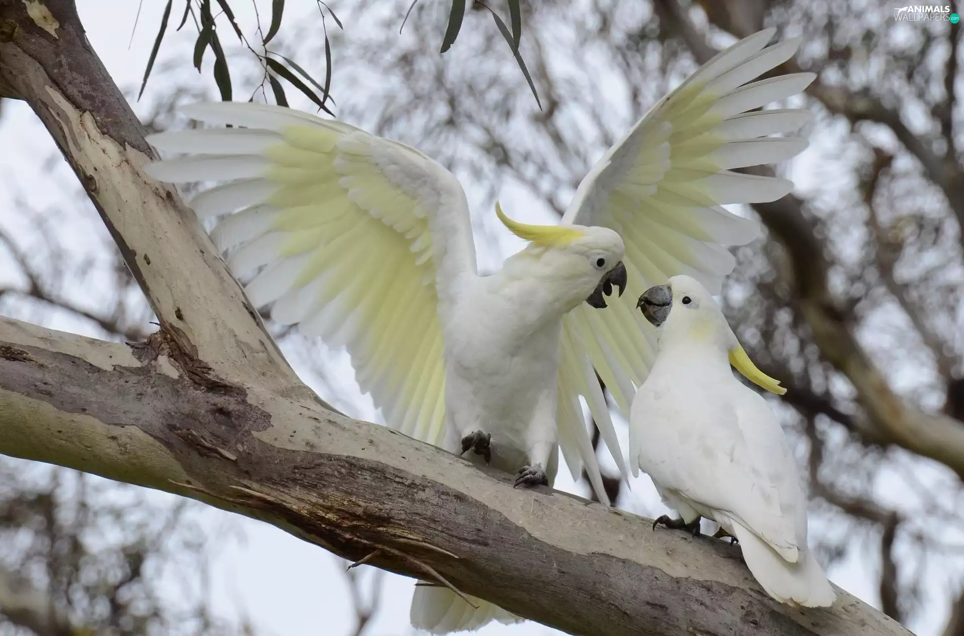 Crested Cockatoo, Parrots