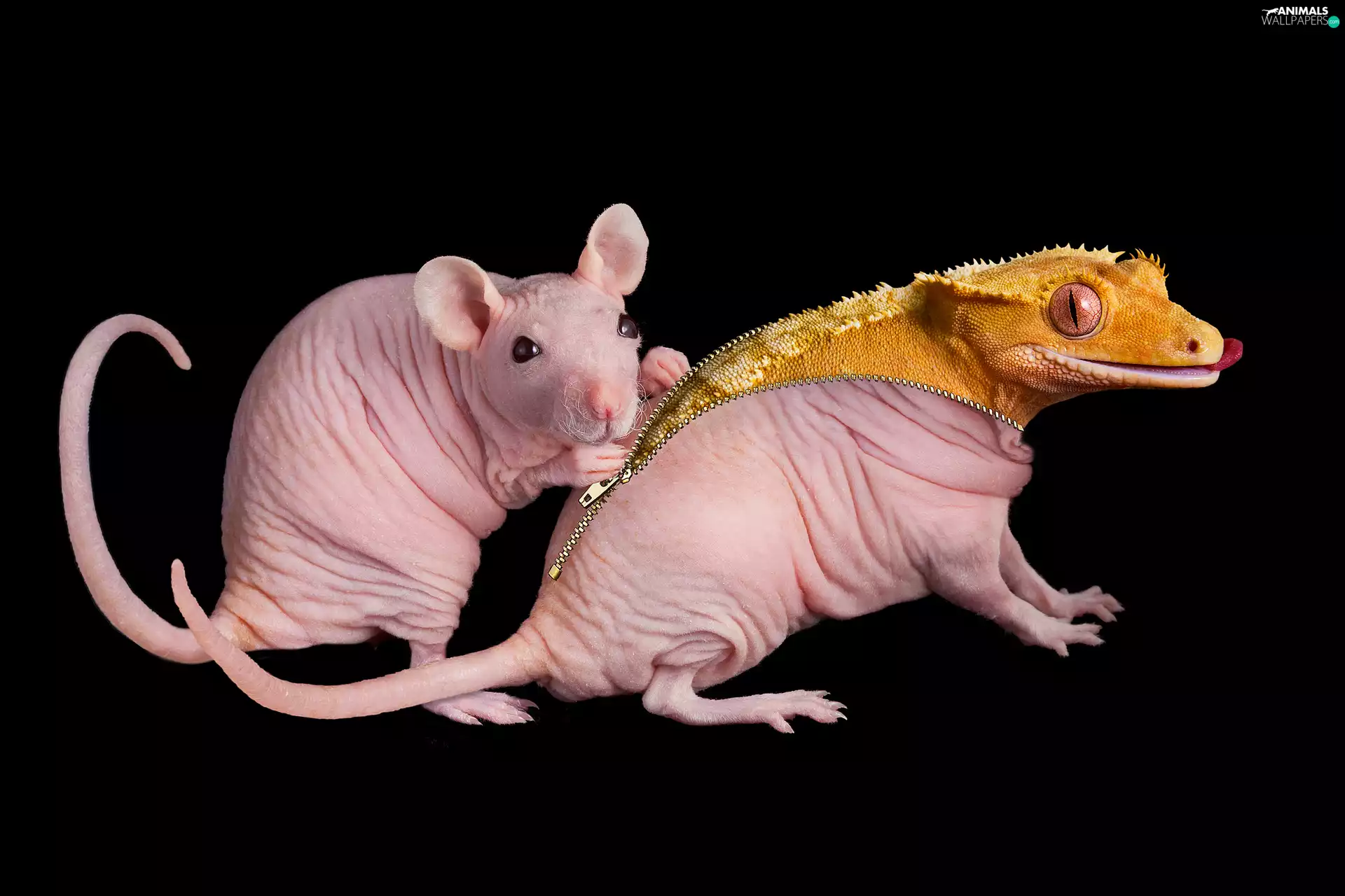 slider, graphics, lizard, Crested Gecko, rat