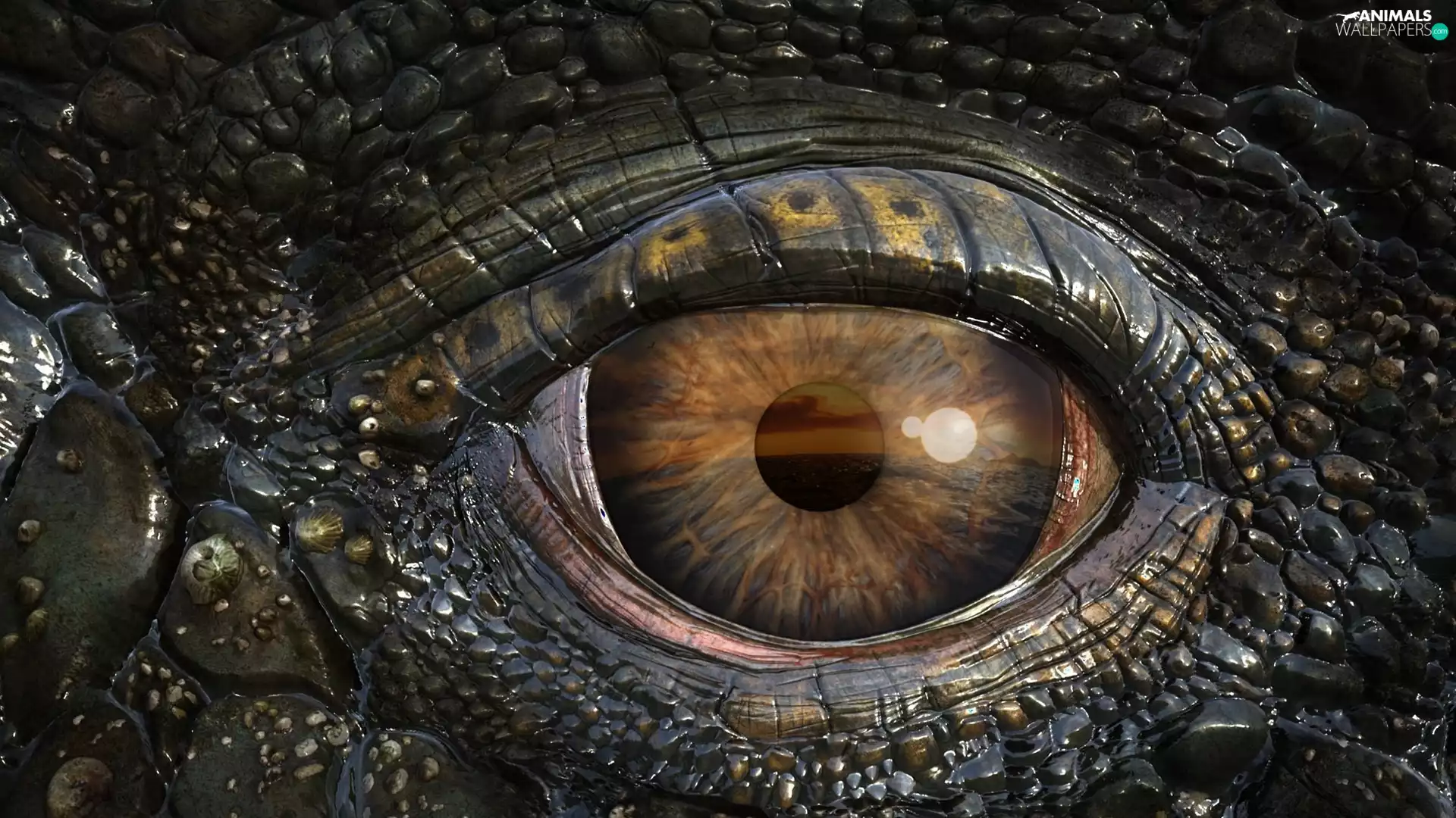 eye, pupil, iris, Crocodile