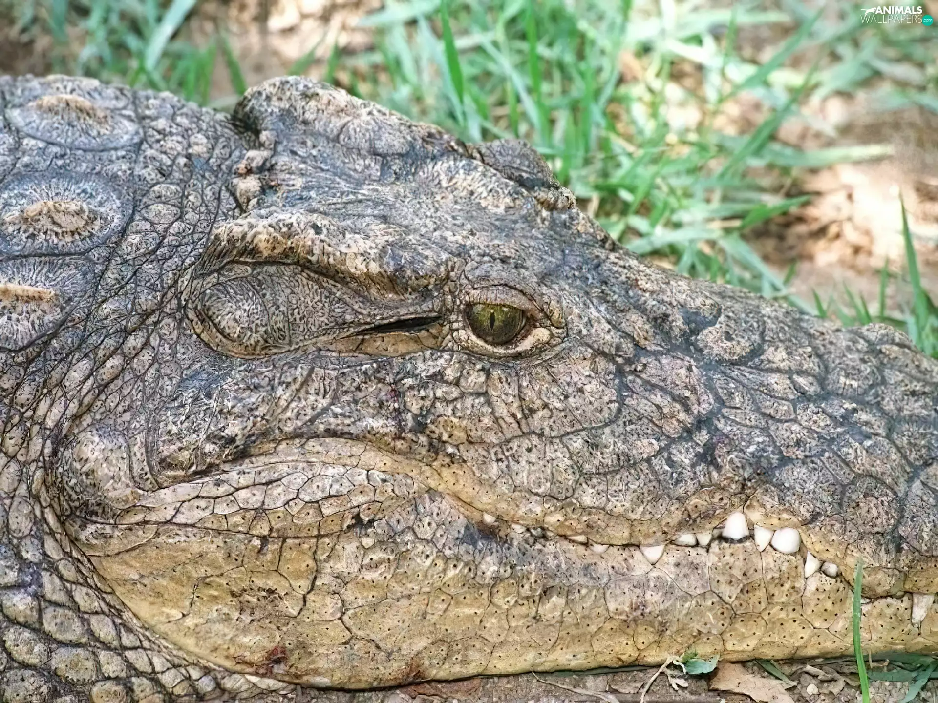 Crocodile, Teeth