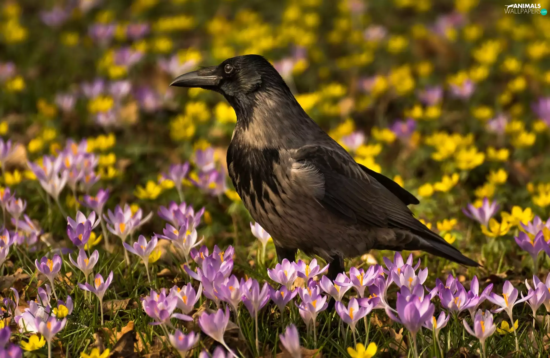 crocuses, Bird, Crow