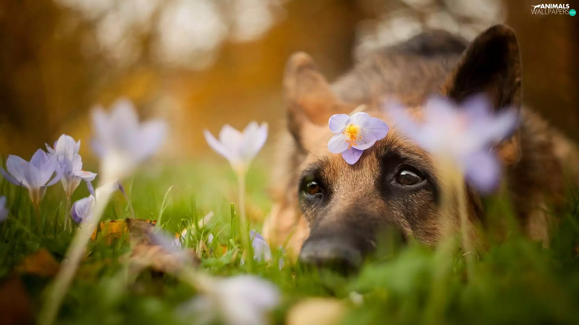Flowers, crocuses, dog, Eyes, dog