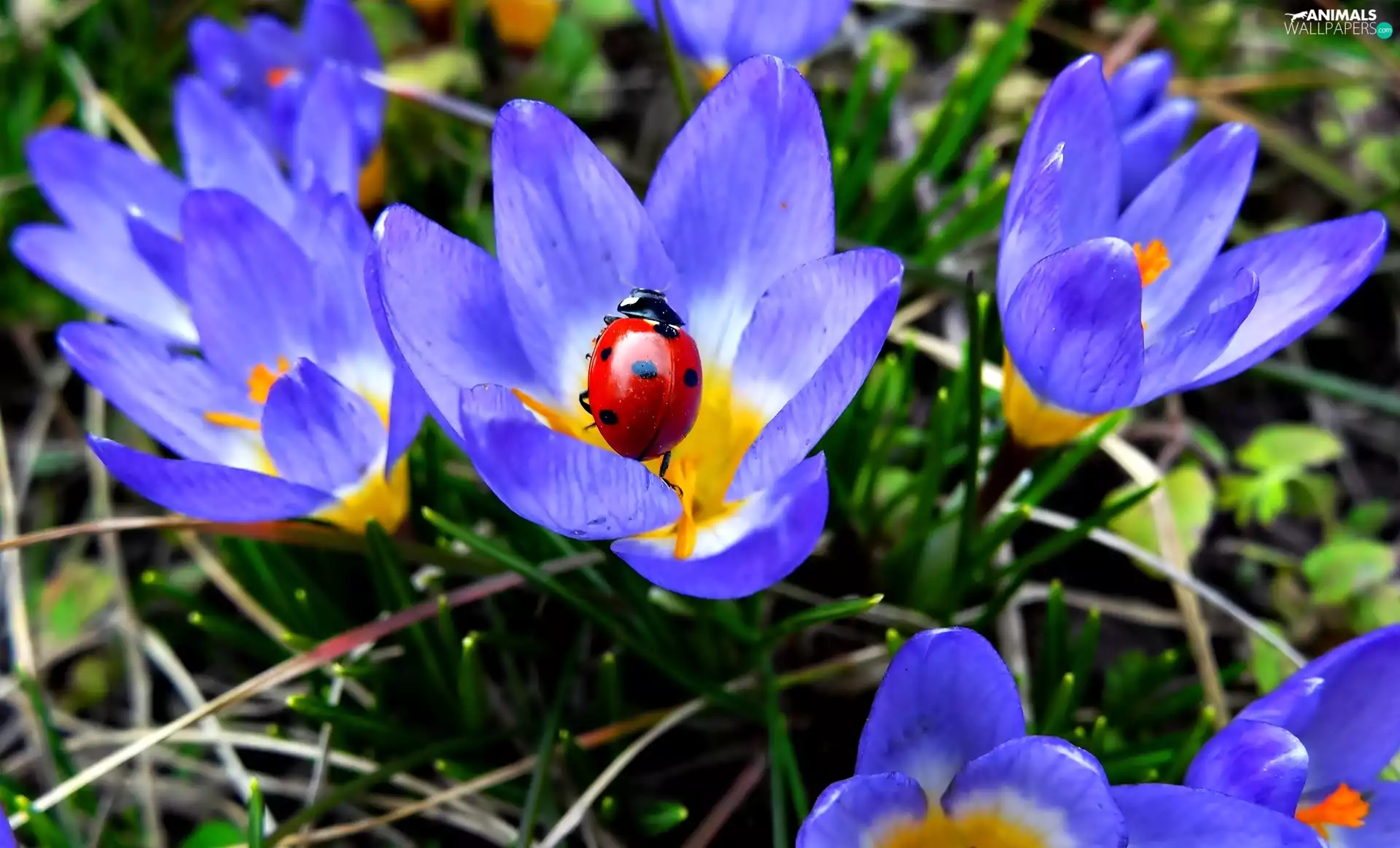 crocuses, ladybird
