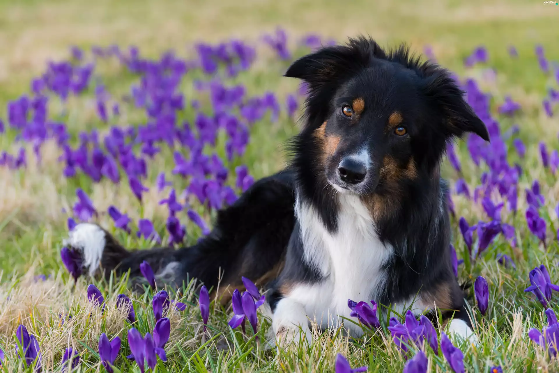 crocuses, dog, Meadow
