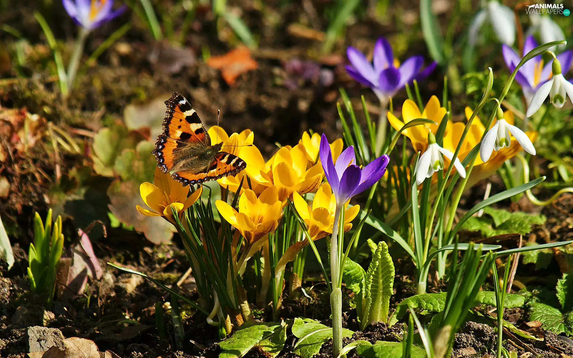 Spring, snowdrops, butterfly, crocuses