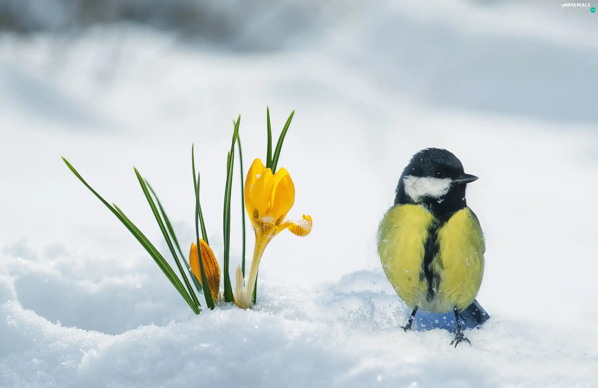 winter, Bird, tit, crocuses