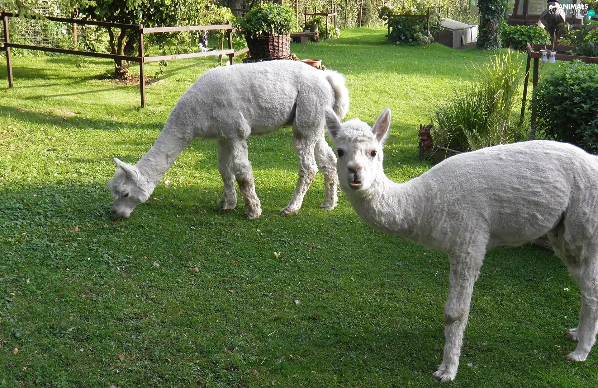 Cropped, Alpacas