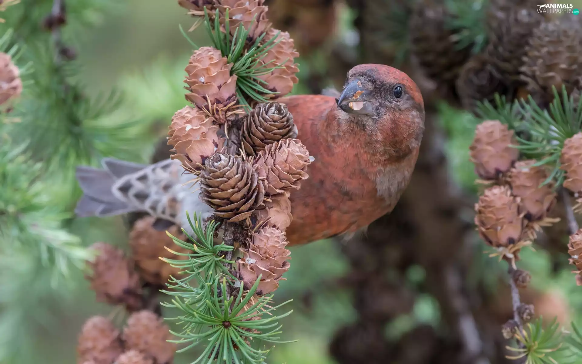 cones, larch, Red Crossbill, twig, Bird