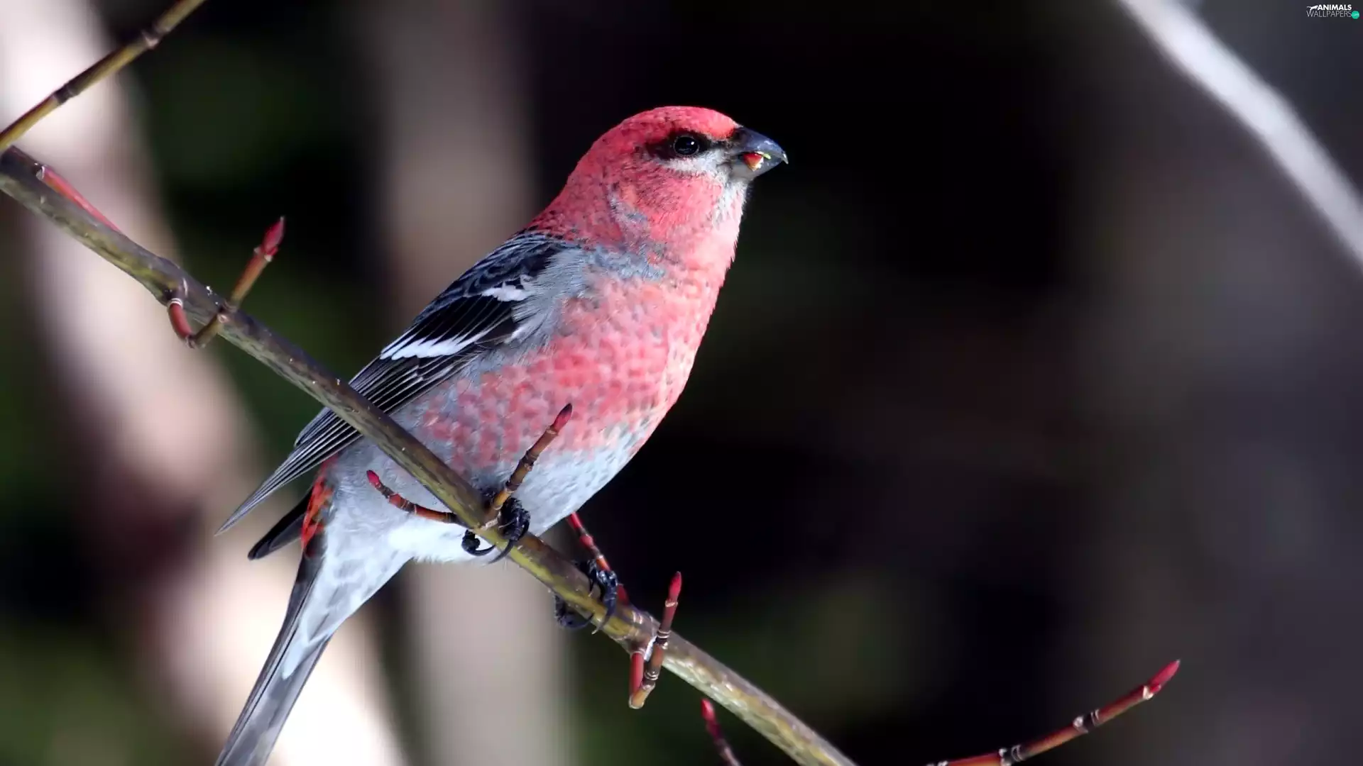 of larch, Bird, crossbill
