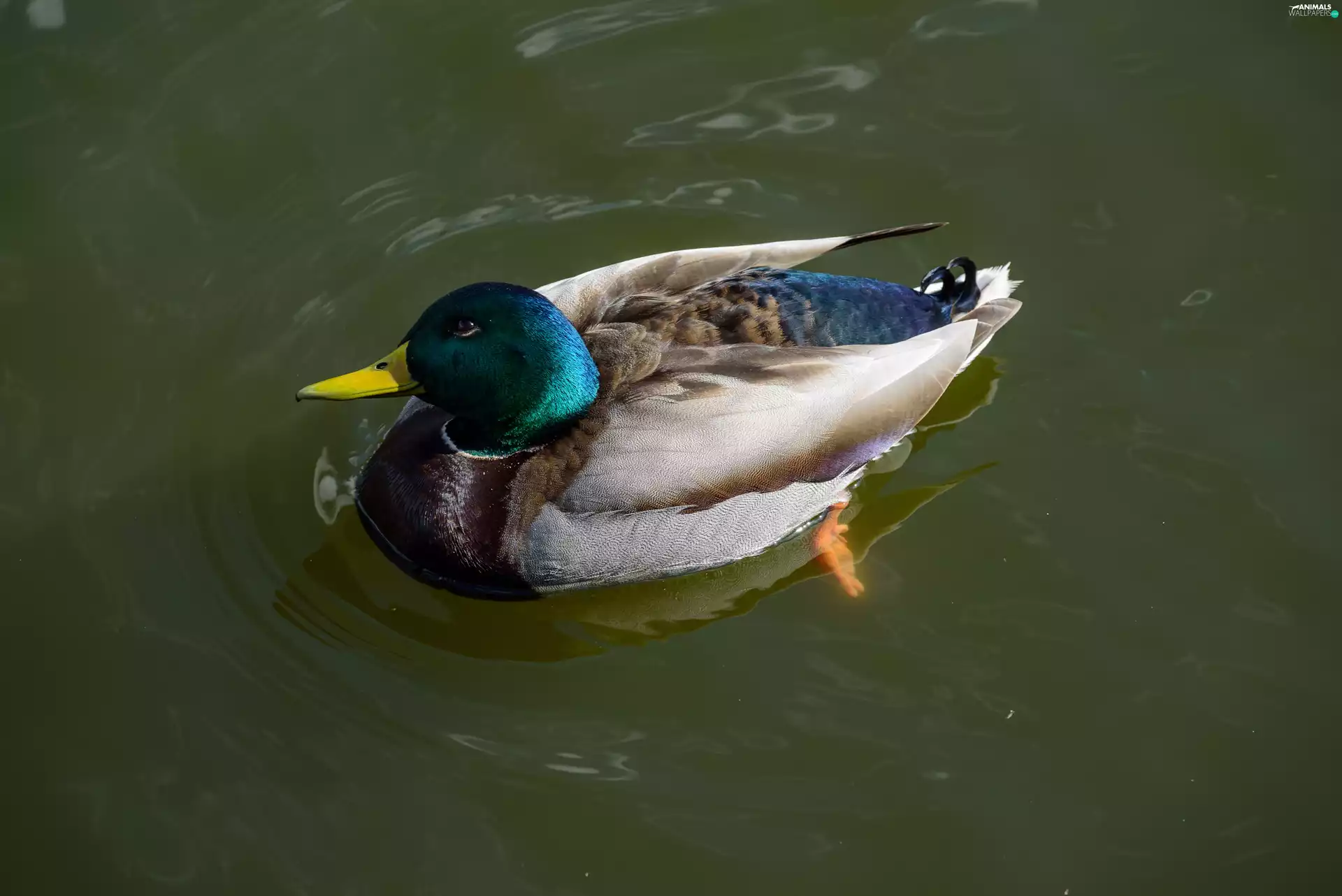 duck, drake, water, crossing