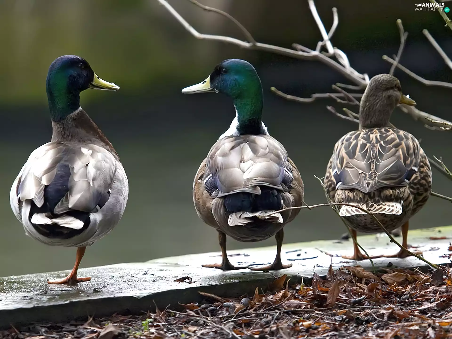 ducks, Males, female, Crosswords