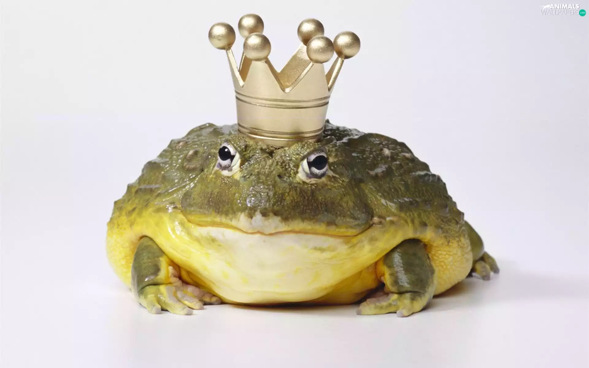 Crown, frog