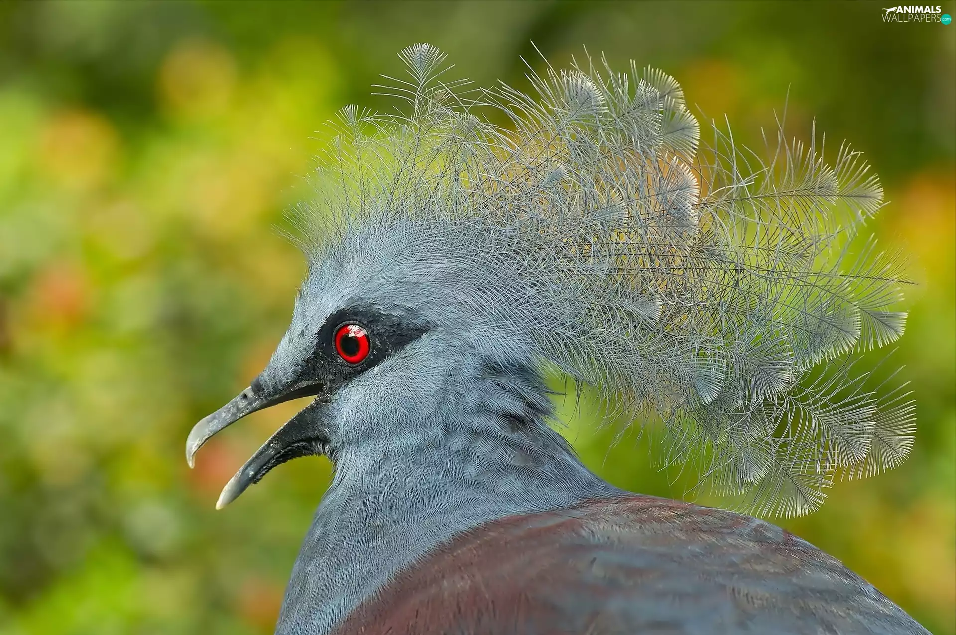 Goura cristata, Bird, Crowned
