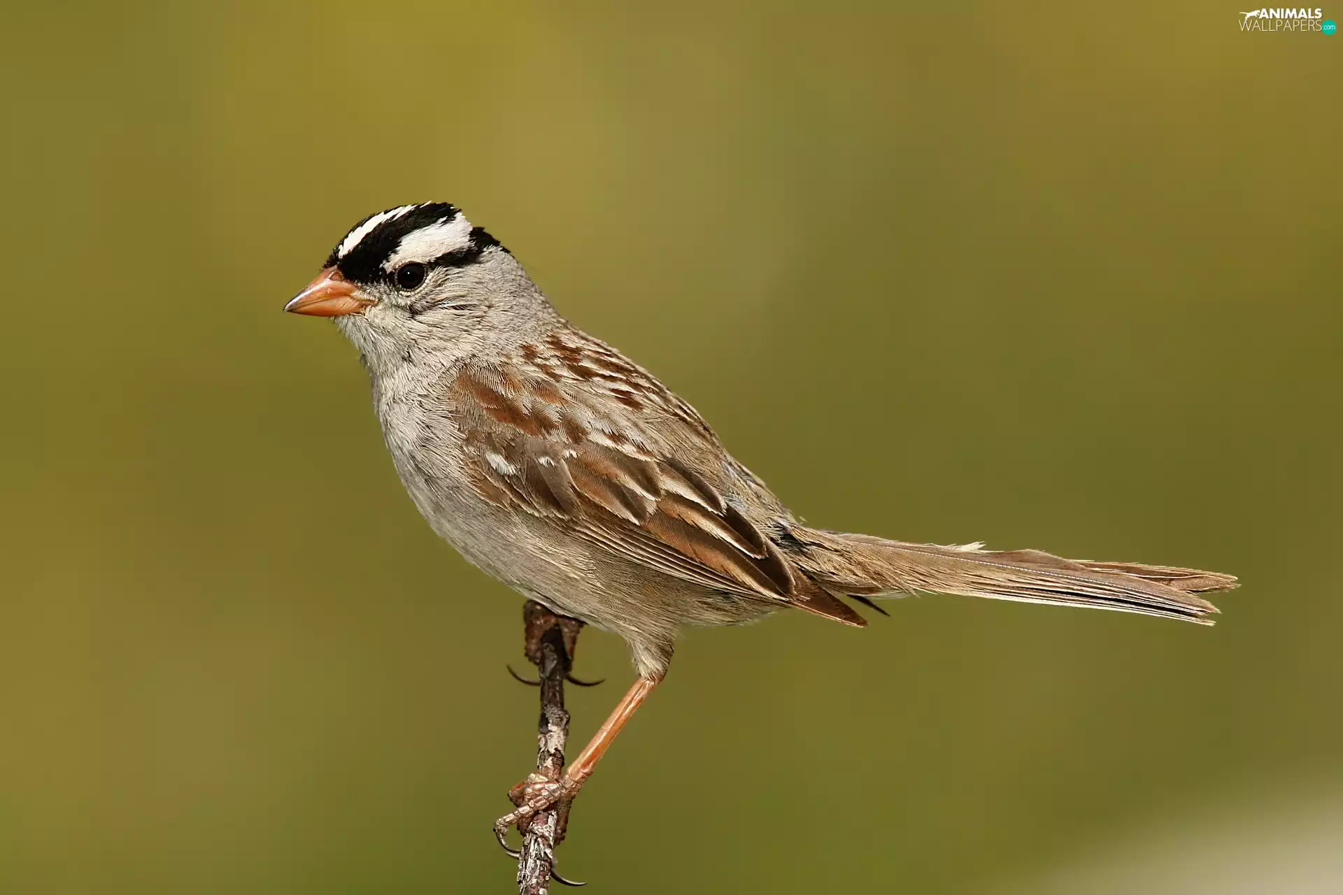 White-crowned Sparrow, color, Bird