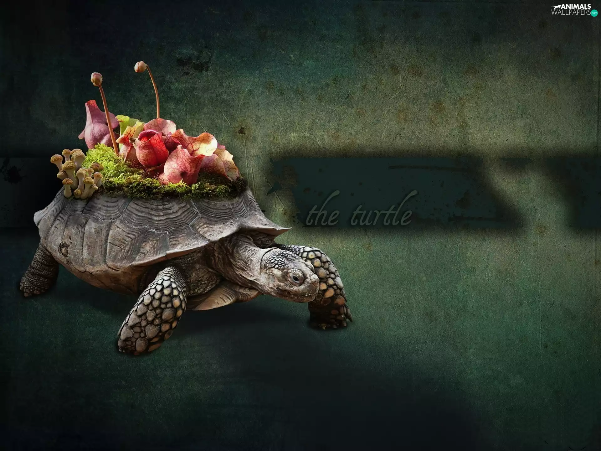 turtle, own, plants, crust