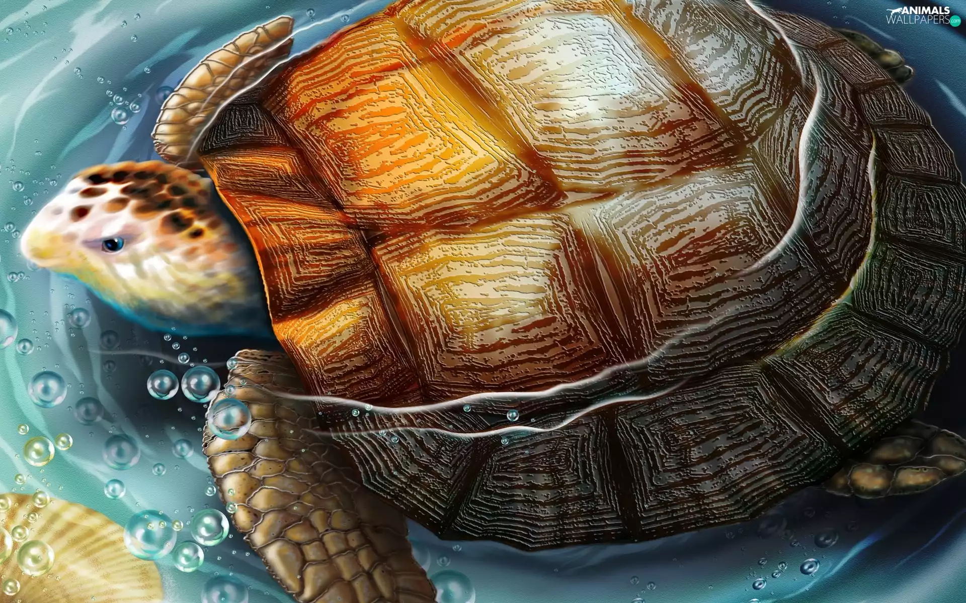 crust, turtle, water
