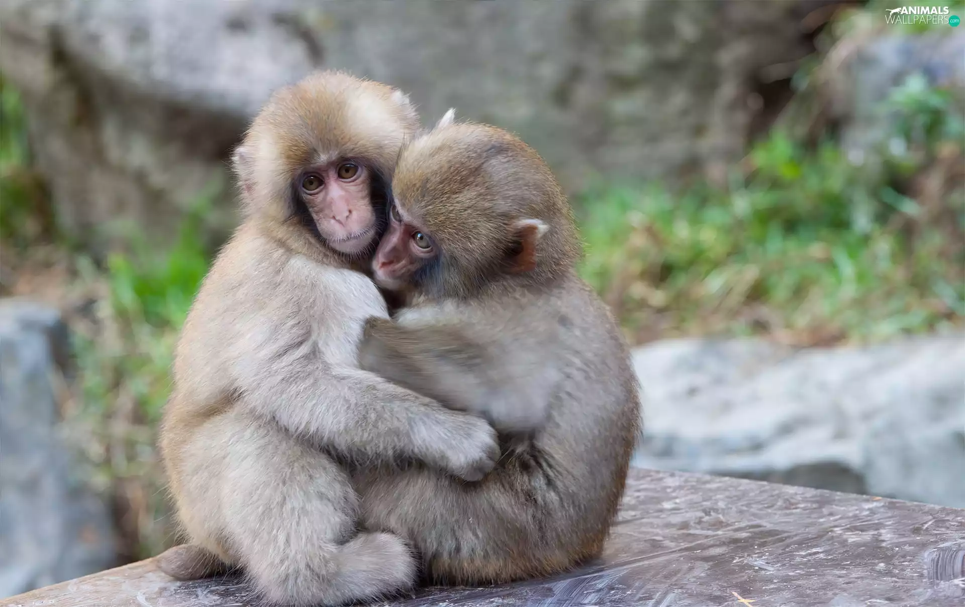cuddled, monkeys