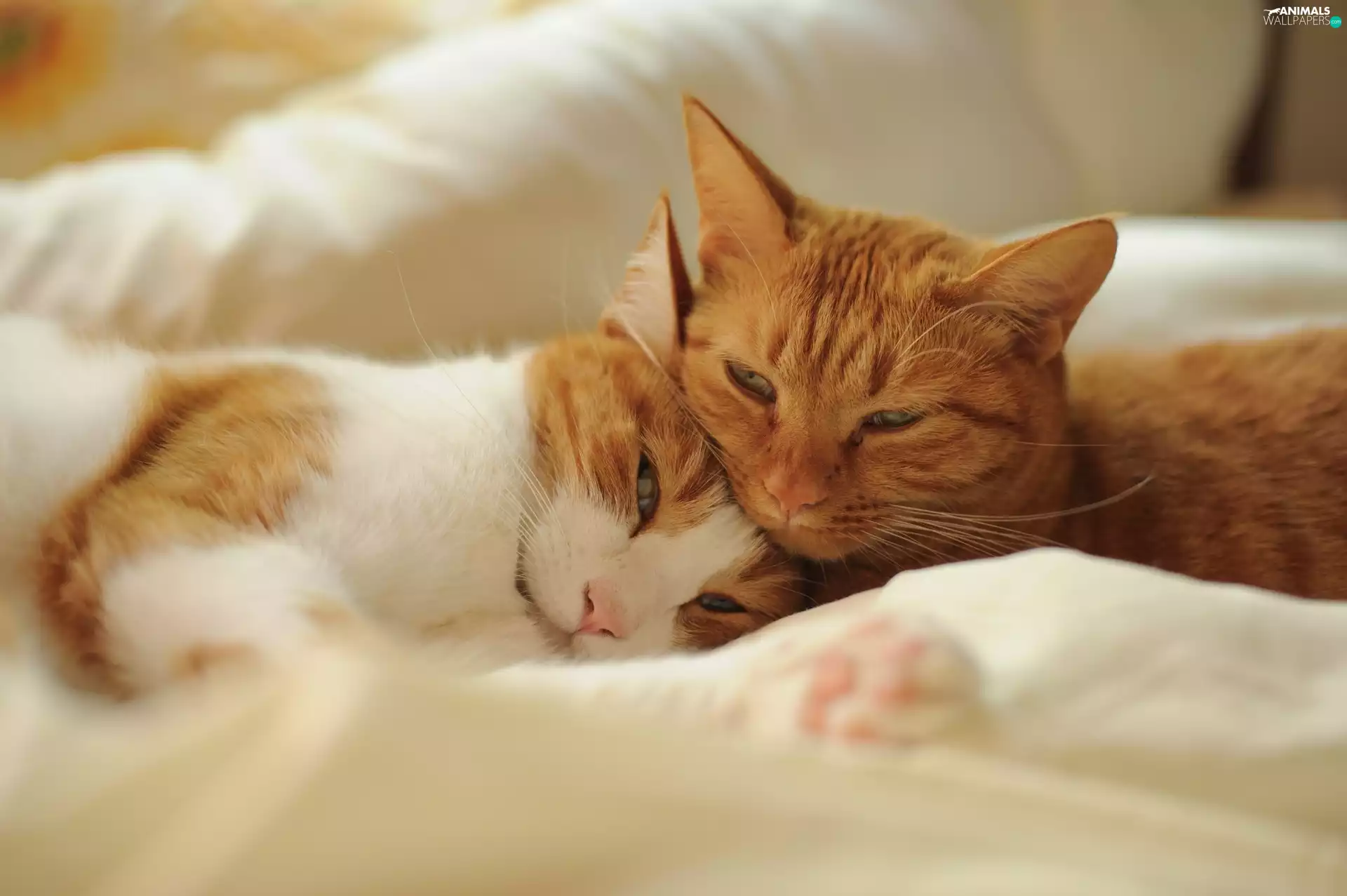 puss, Two cars, cuddled