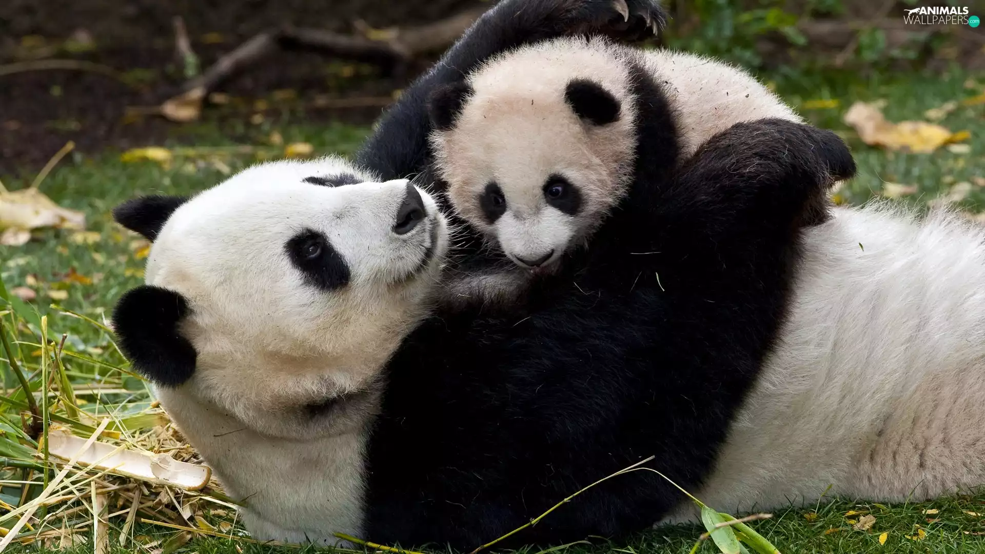 cuddled, pandas, young