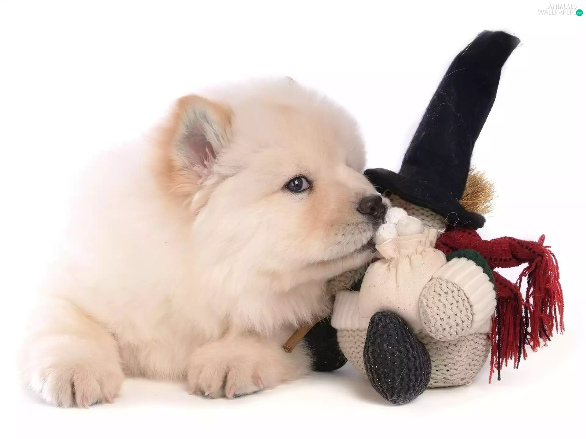 Chow chow, doggy, cuddly