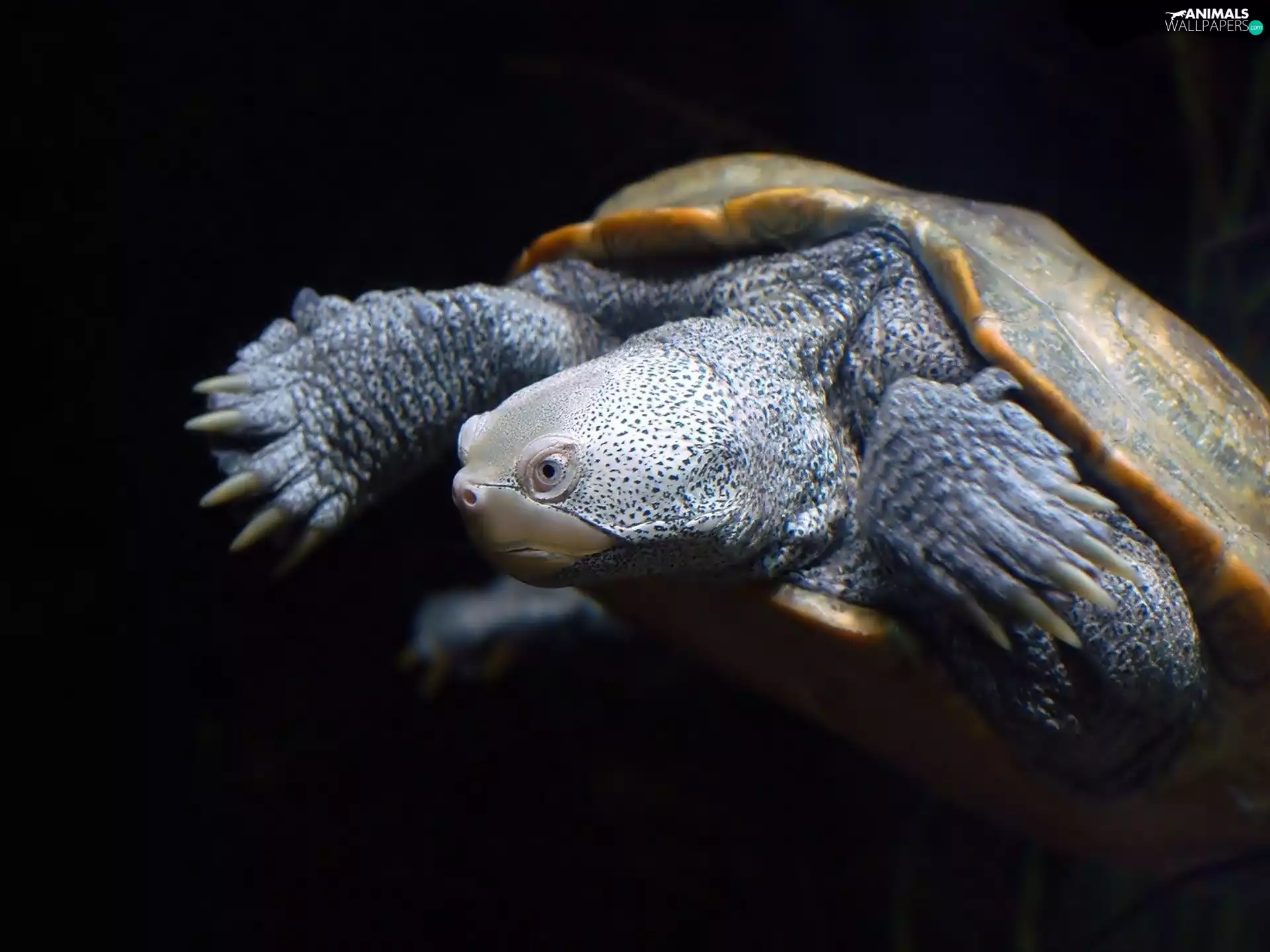 cuirass, turtle, fat