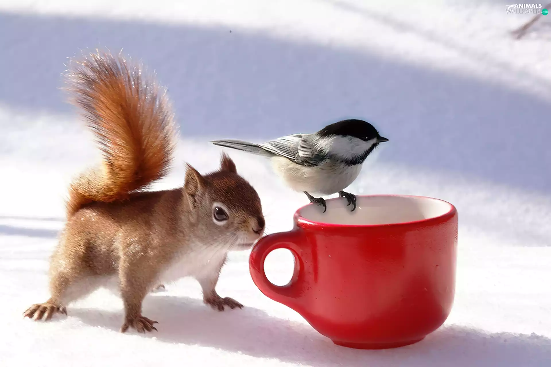 Cup, squirrel, birdies