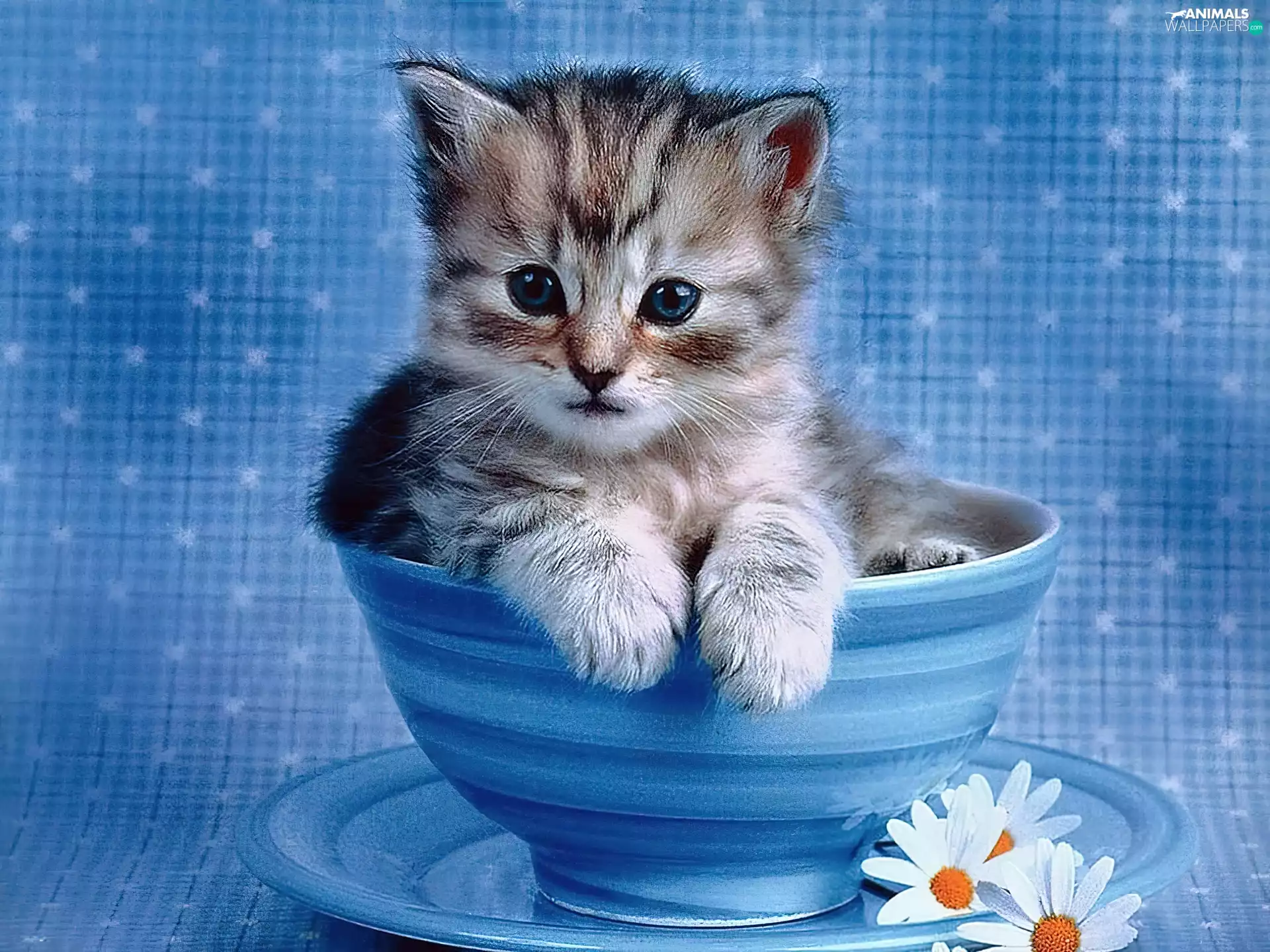 cup, kitten, blue
