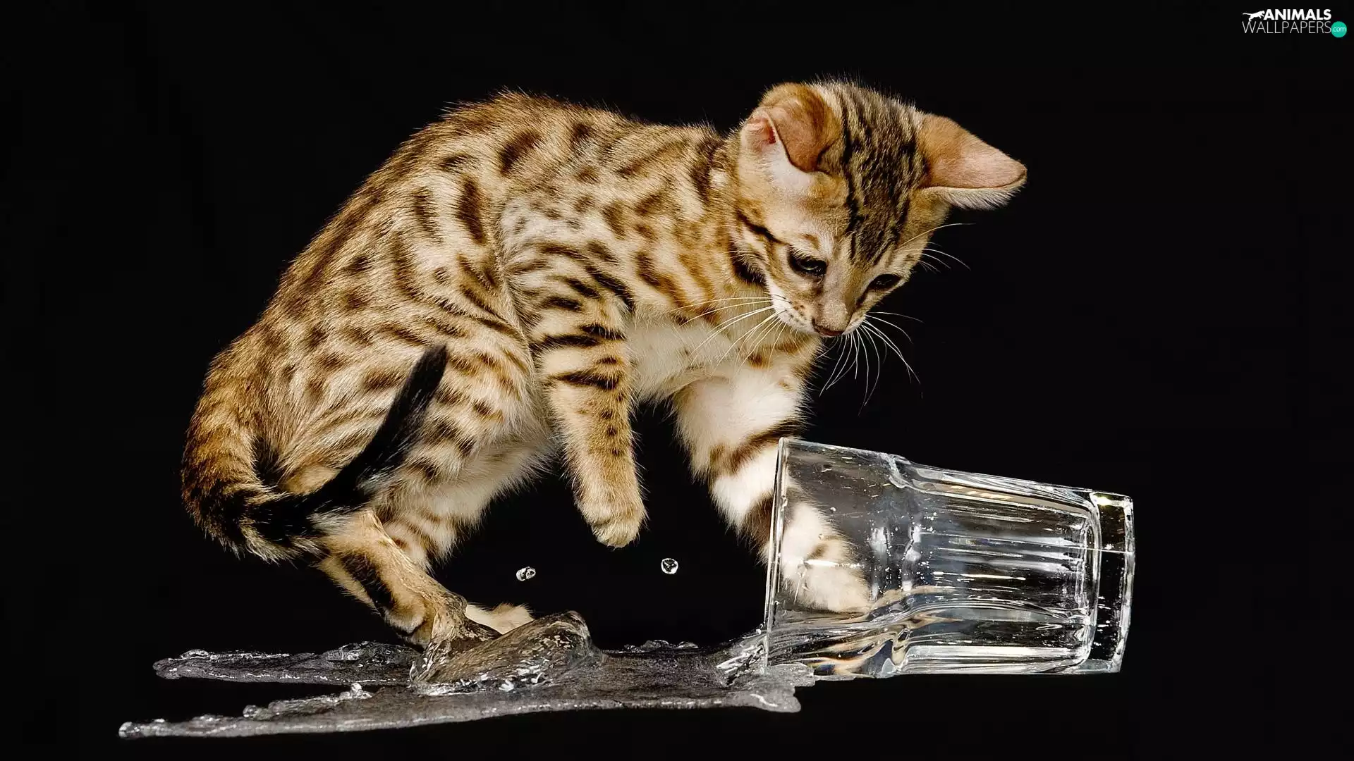 cat, spilled, water, cup