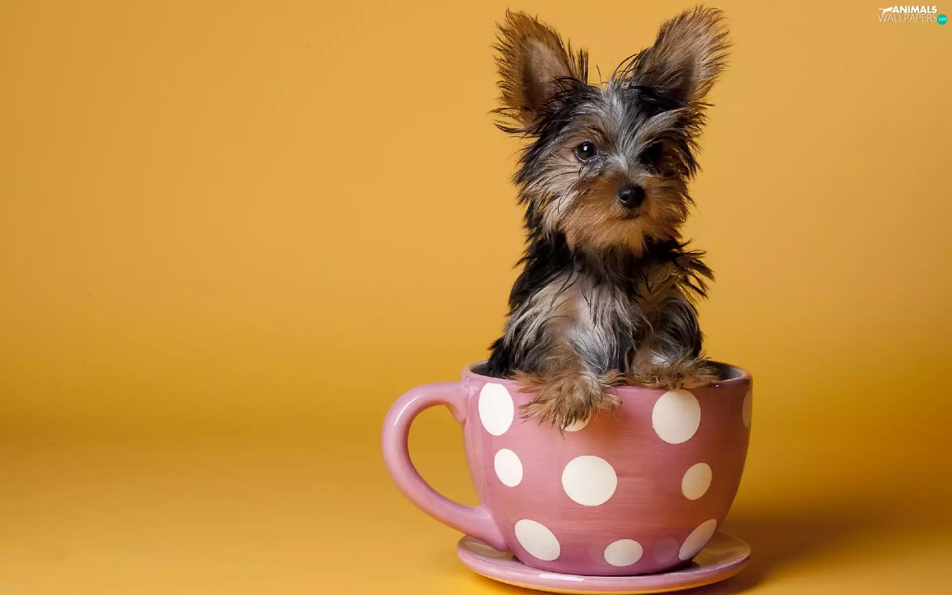 cup, small, doggy