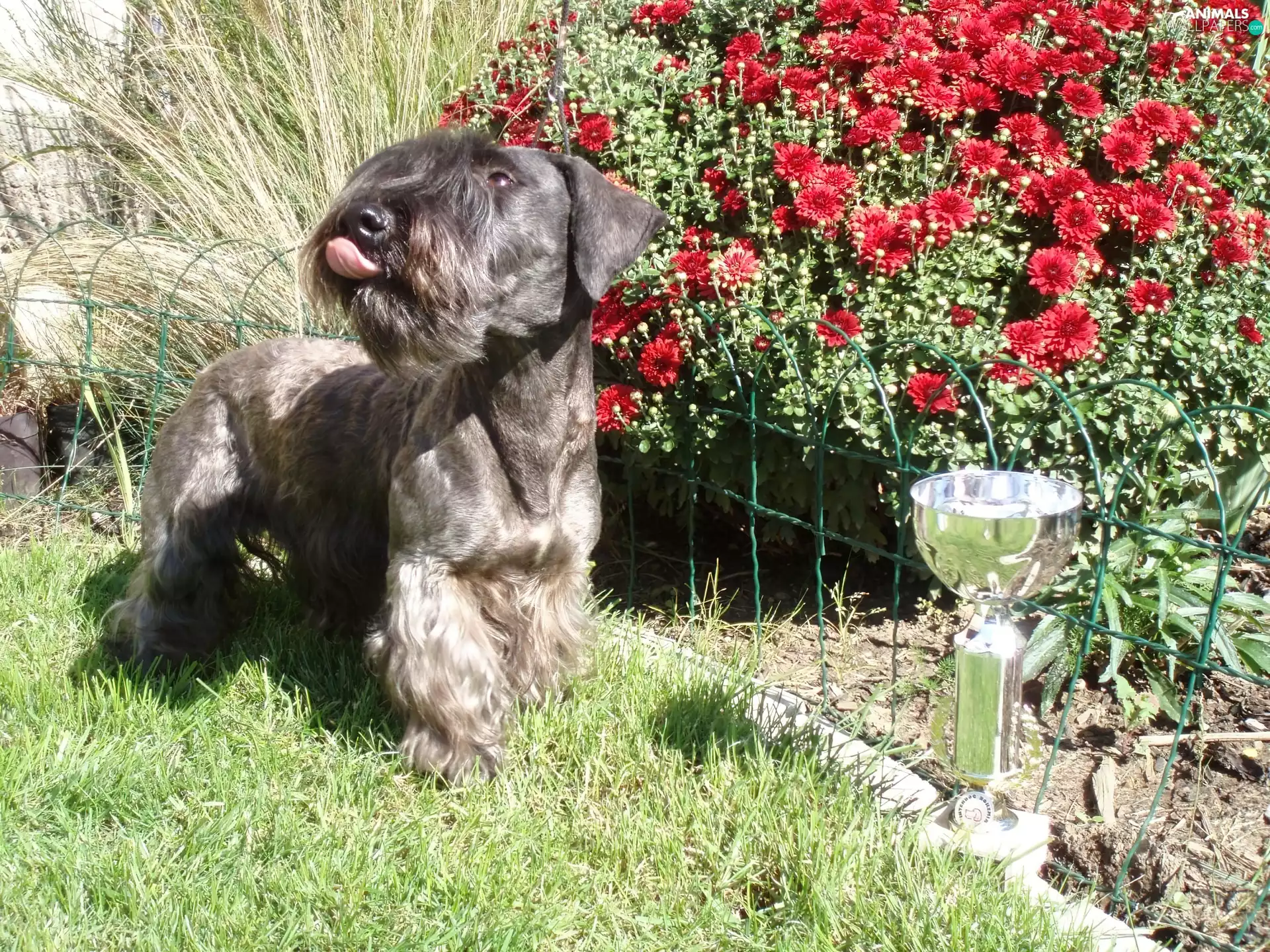 Flowers, Czech terrier, cup