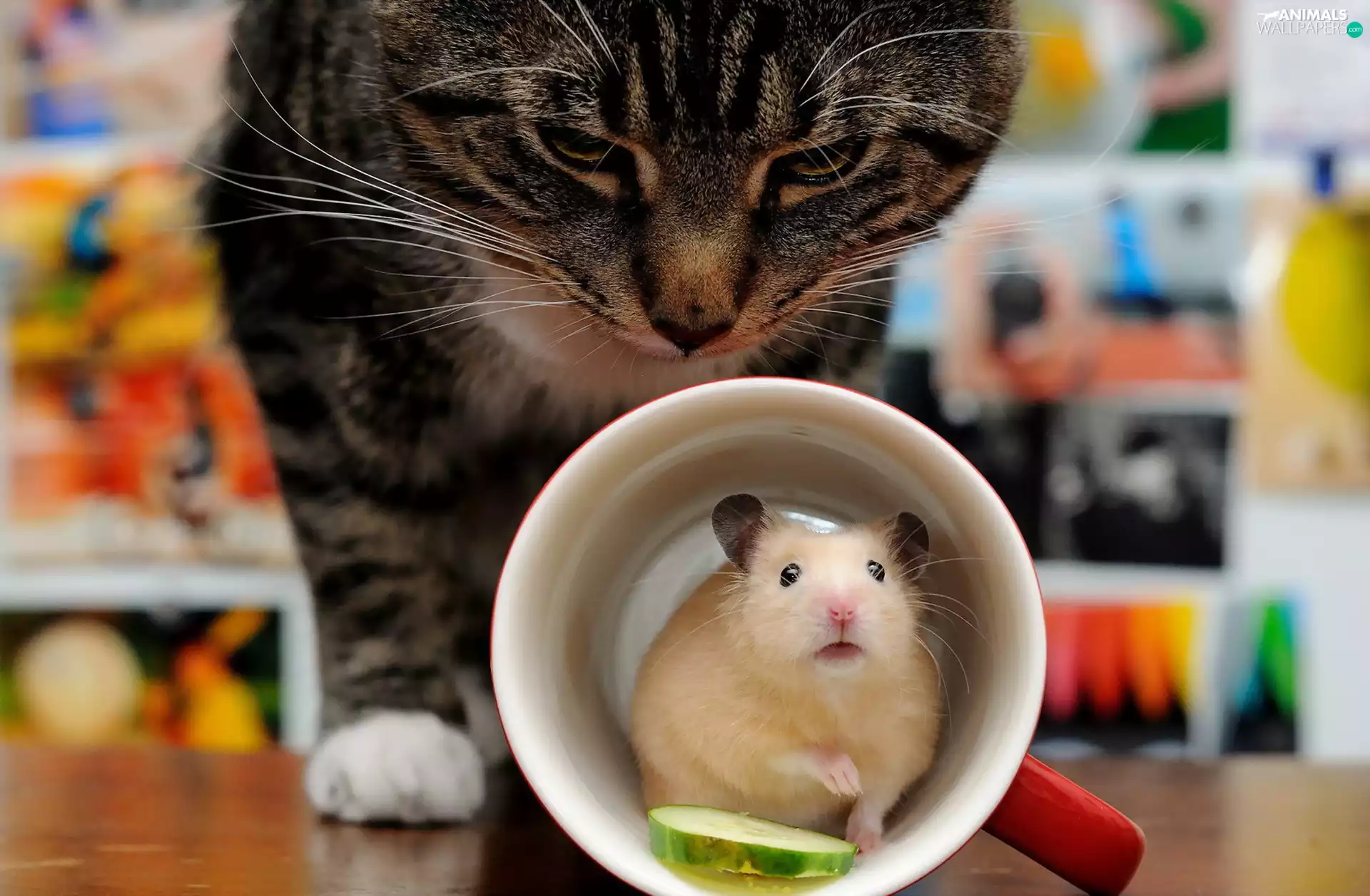 cat, Cup, Funny, Golden Hamster