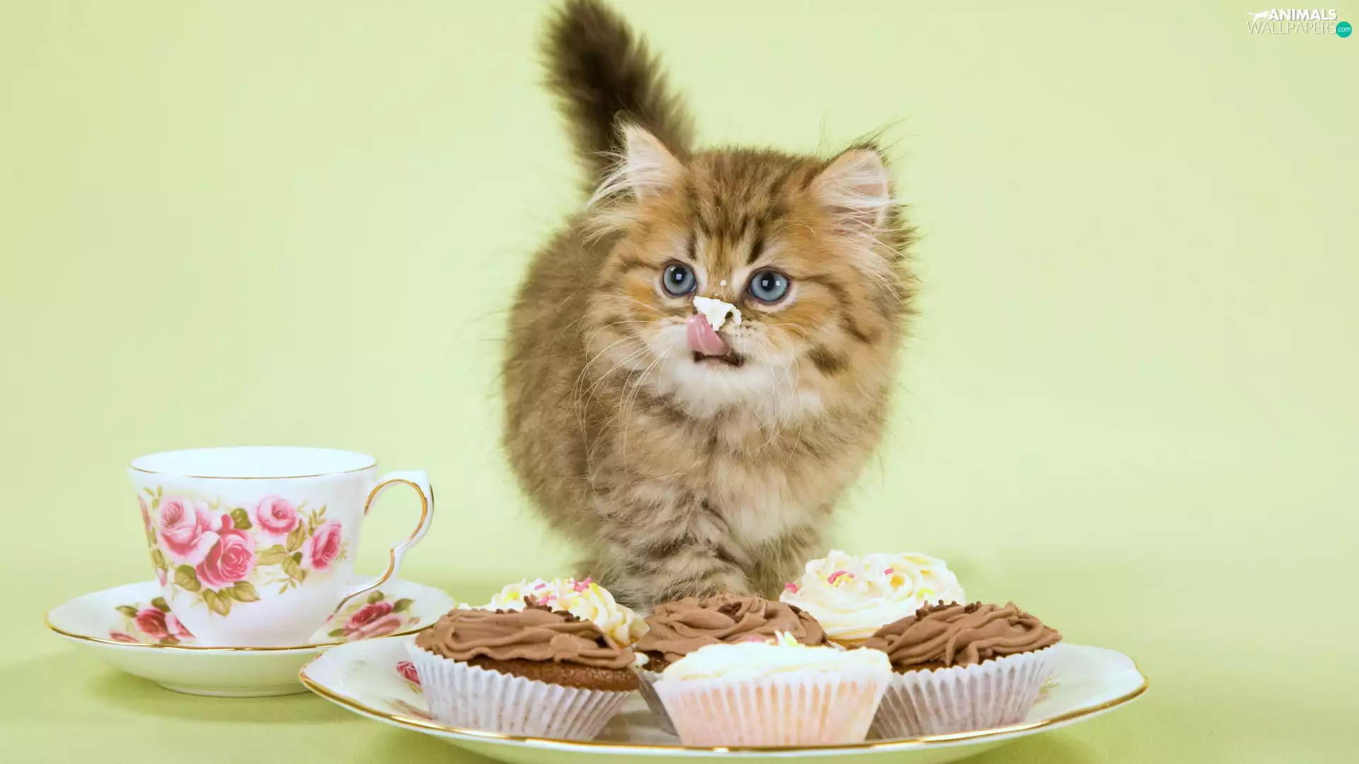 cup, kitten, Muffins