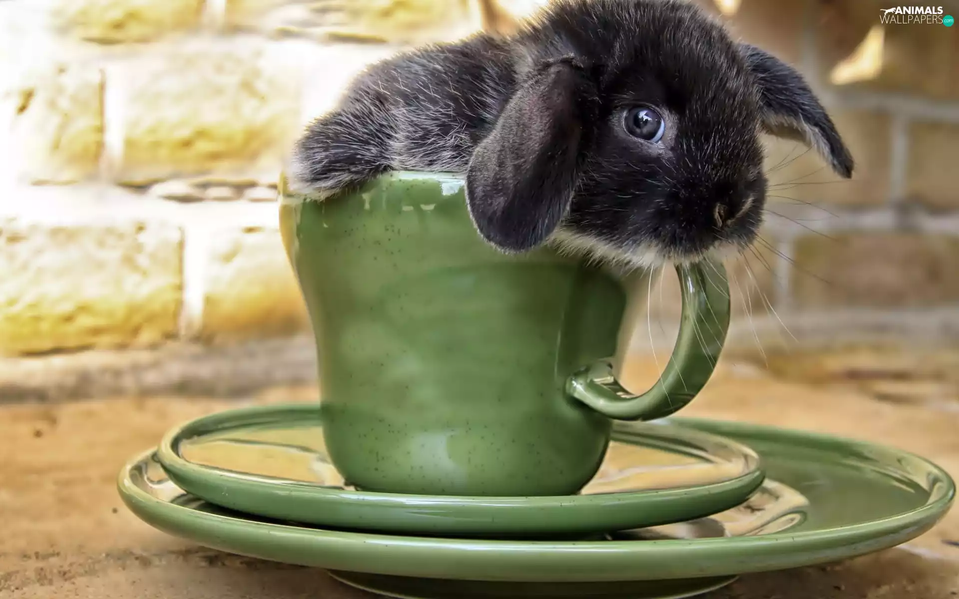 cup, Black, Rabbit