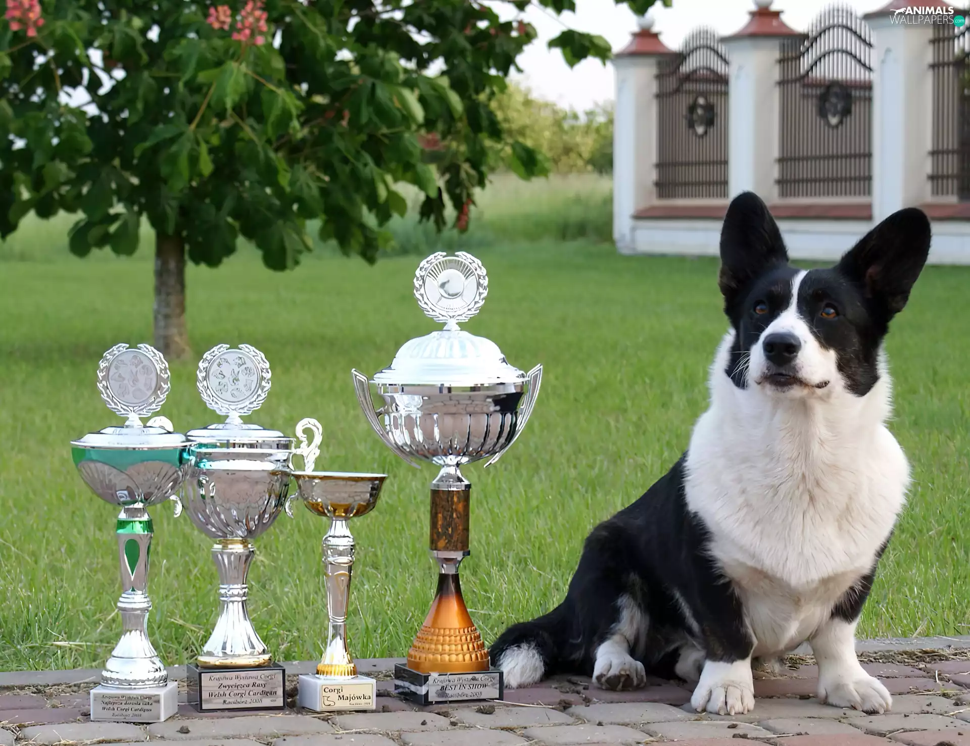 Welsh corgi cardigan, cups