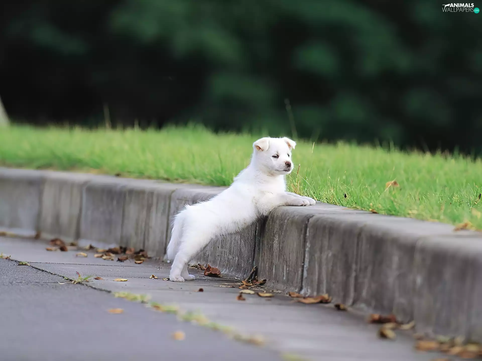 White, curb, Maremmano-abruzzese, doggy