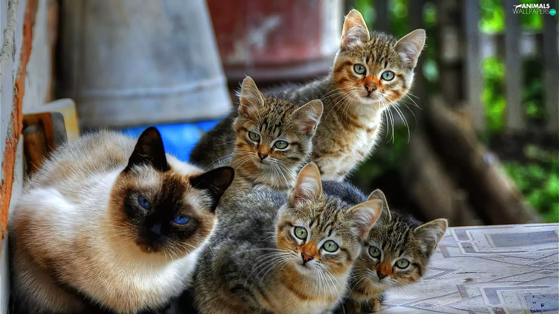 cats, cluster, The curious