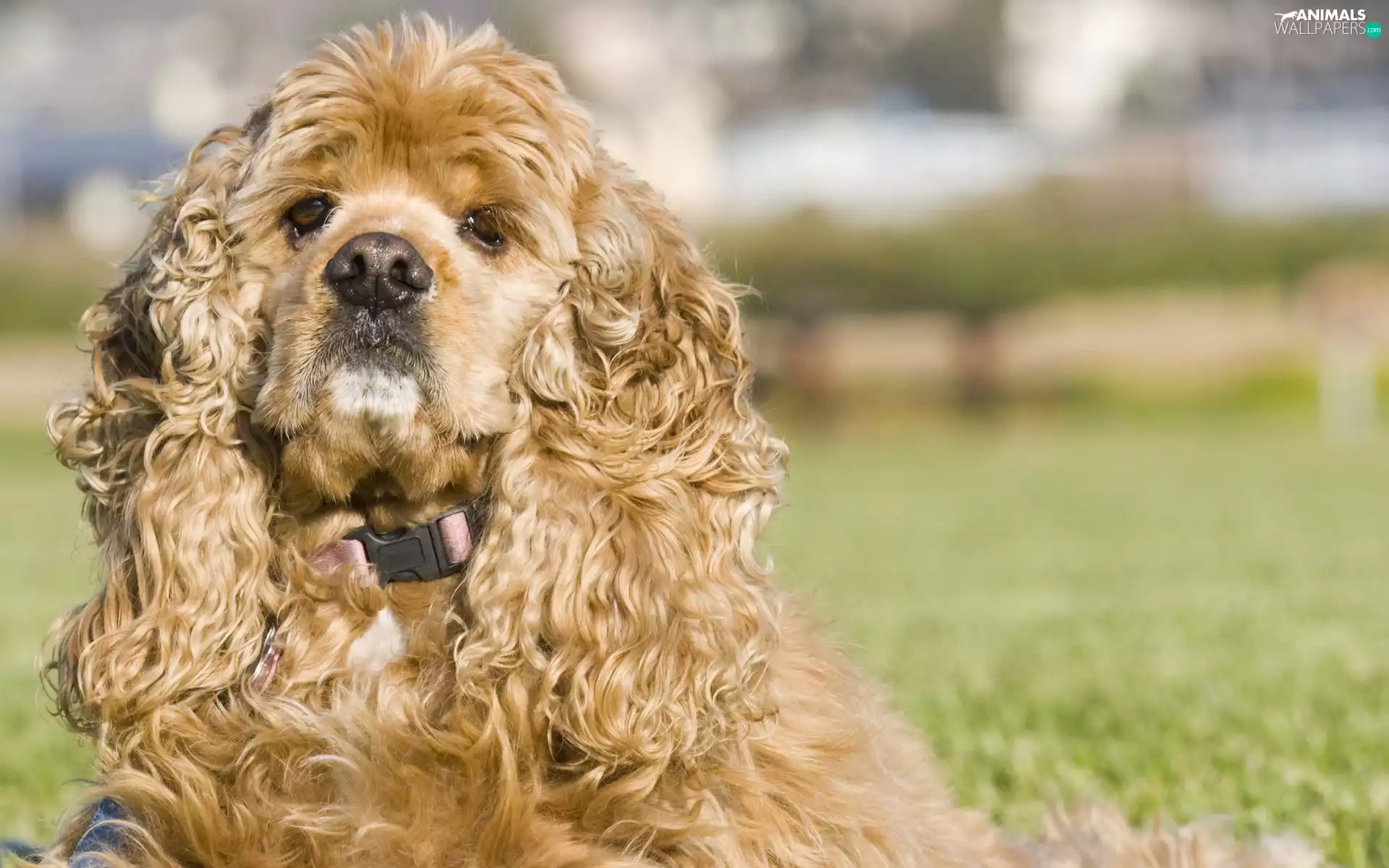 hair, American Spaniel, curly