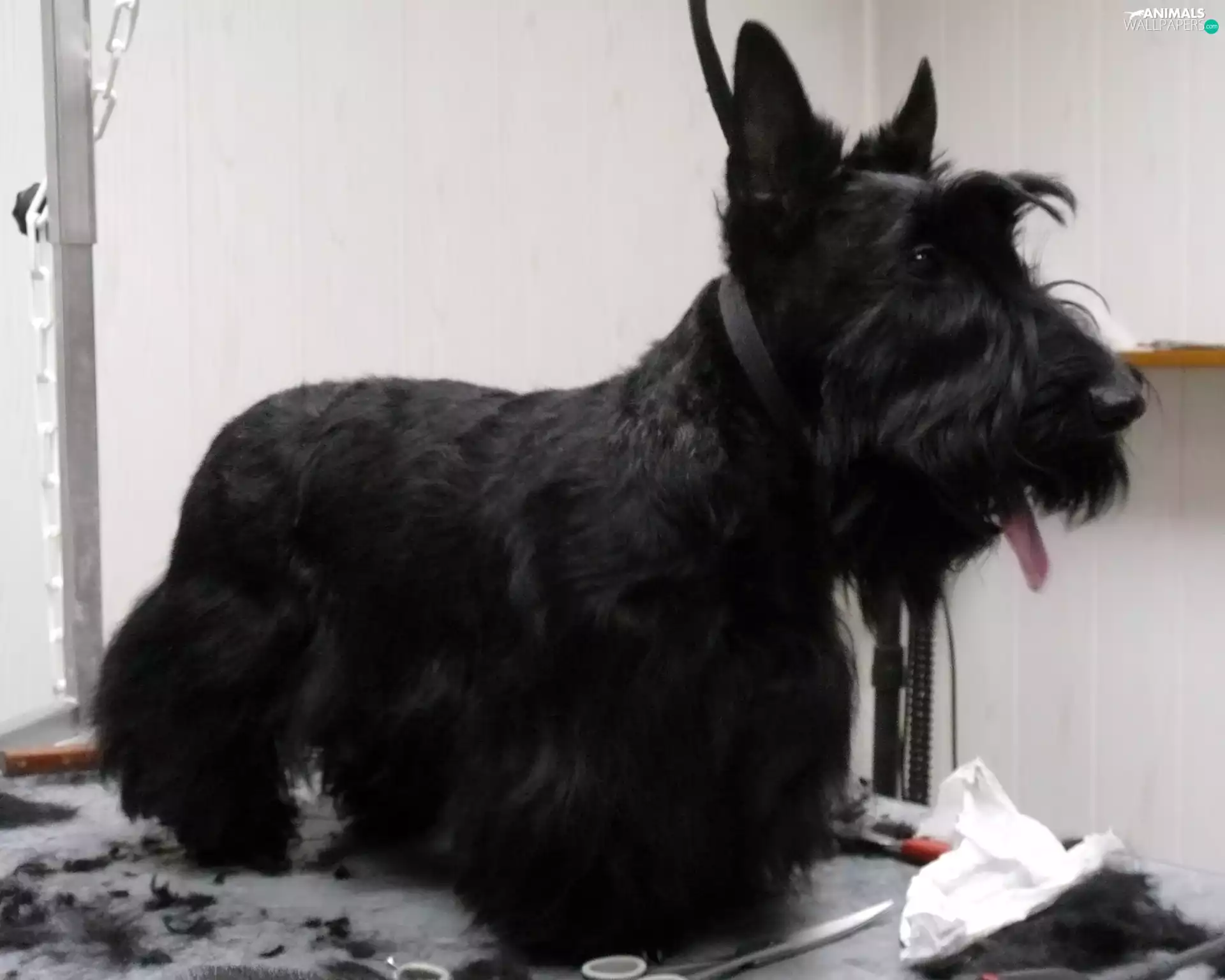 cut, Scottish Terrier