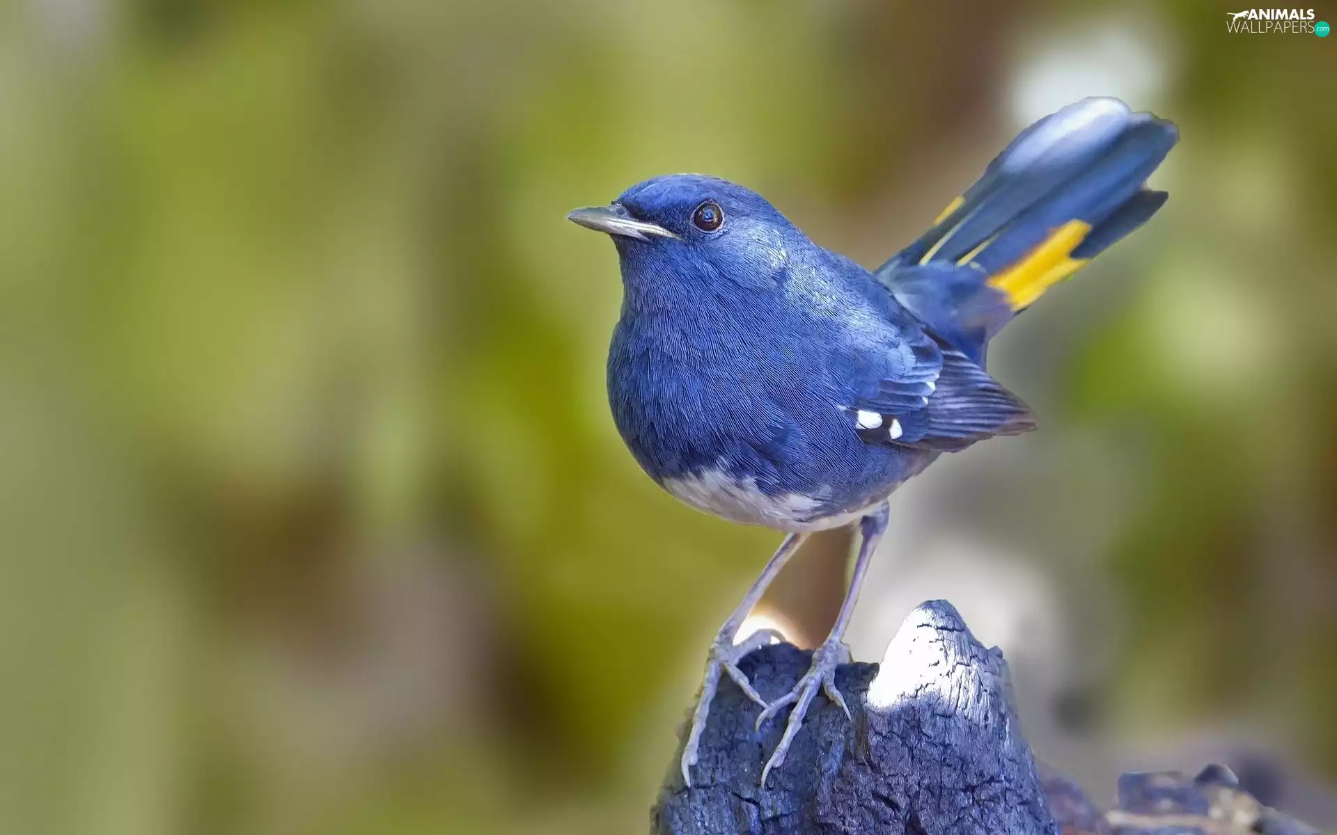 Cyanerpes, blue, Bird