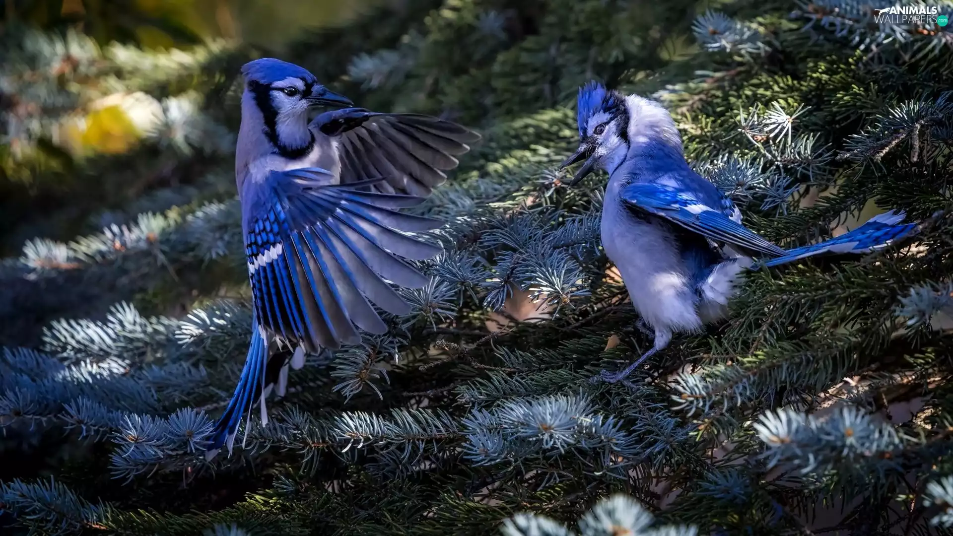 Two, Twigs, Conifers, Cyanocitta