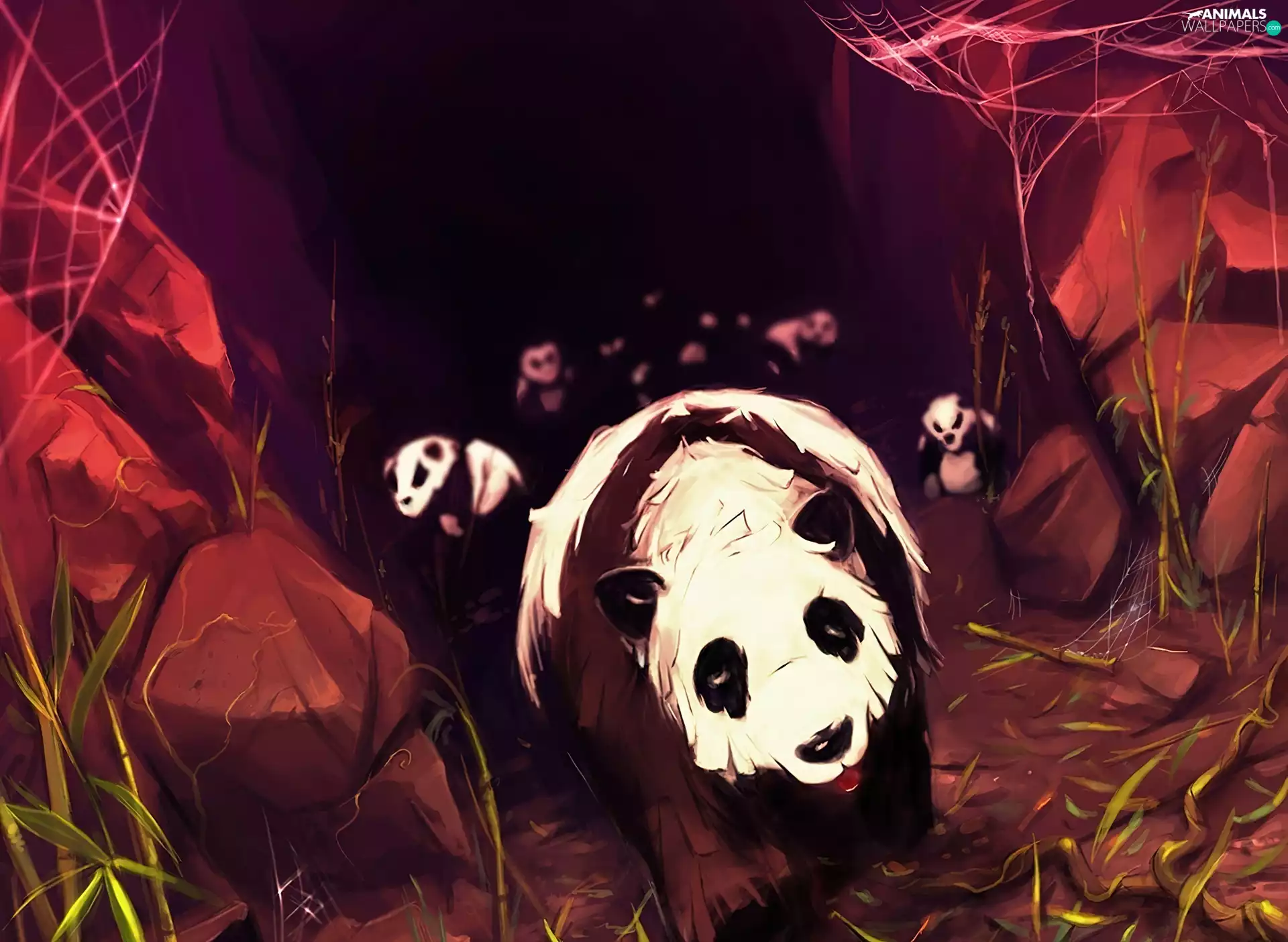 Cyril Rolando, pandas