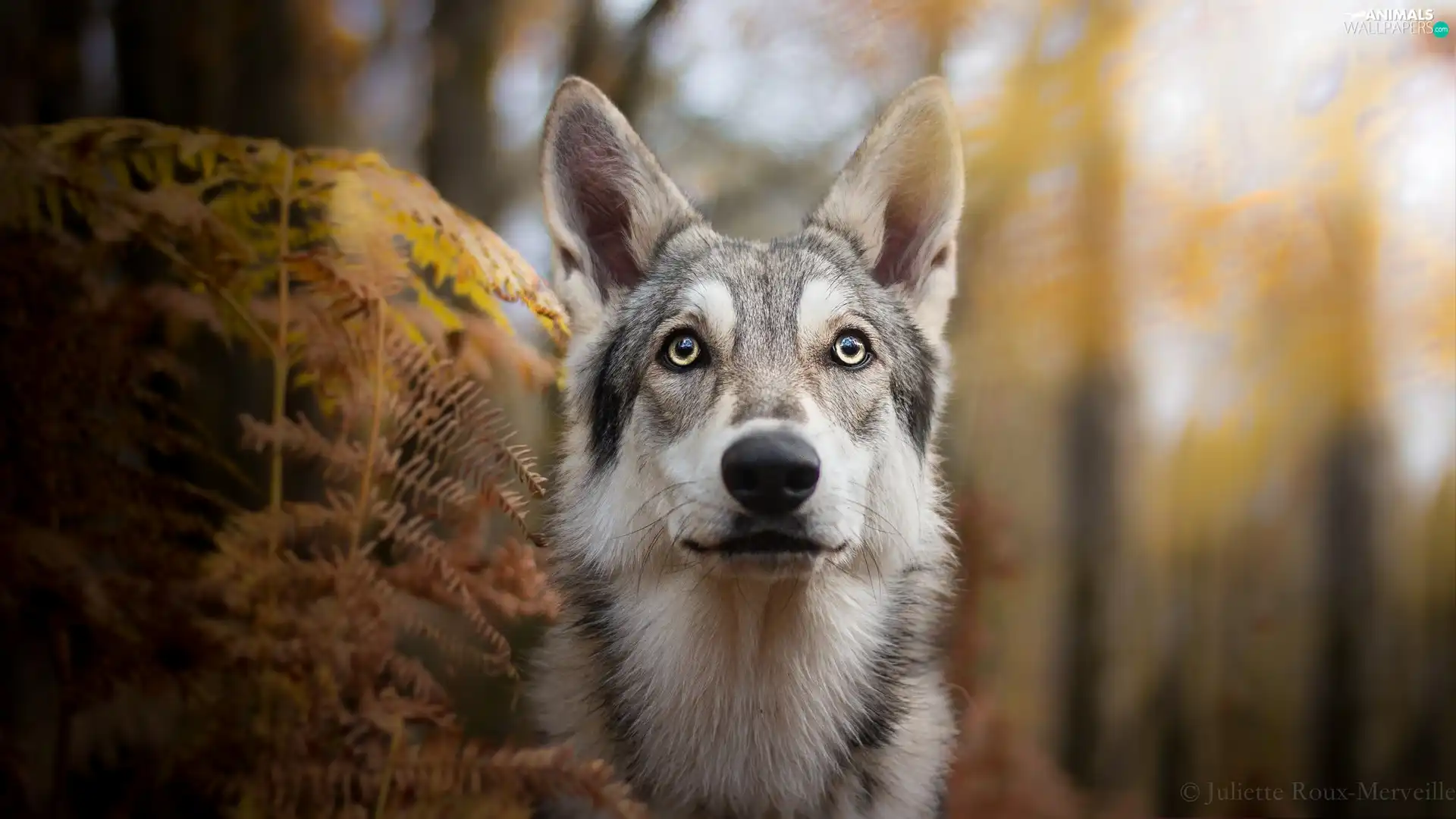 Plants, dog, Czechoslovakian Wolfdog - Animals wallpapers: 2048x1152