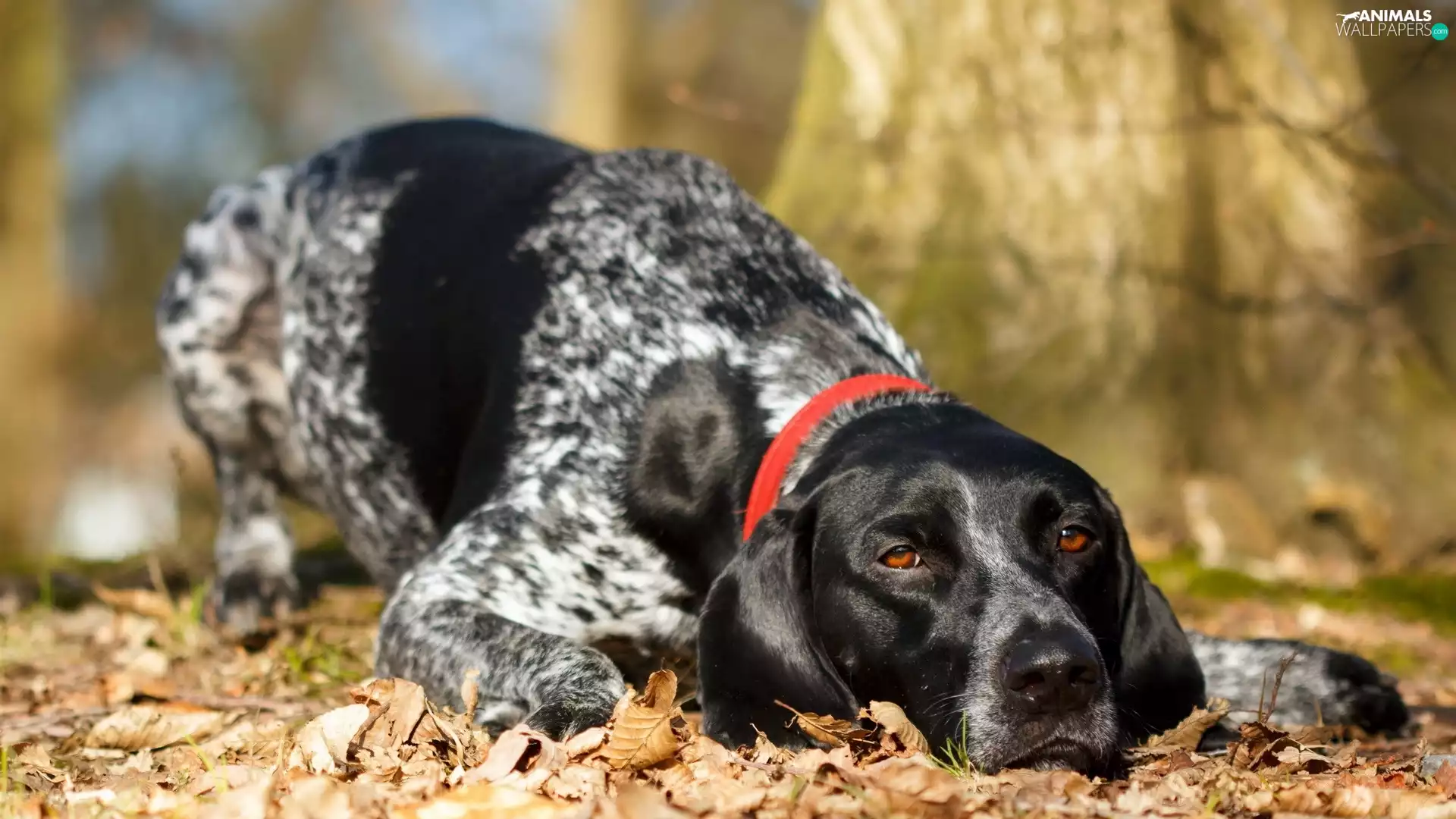 Leaf, tired, Braque d