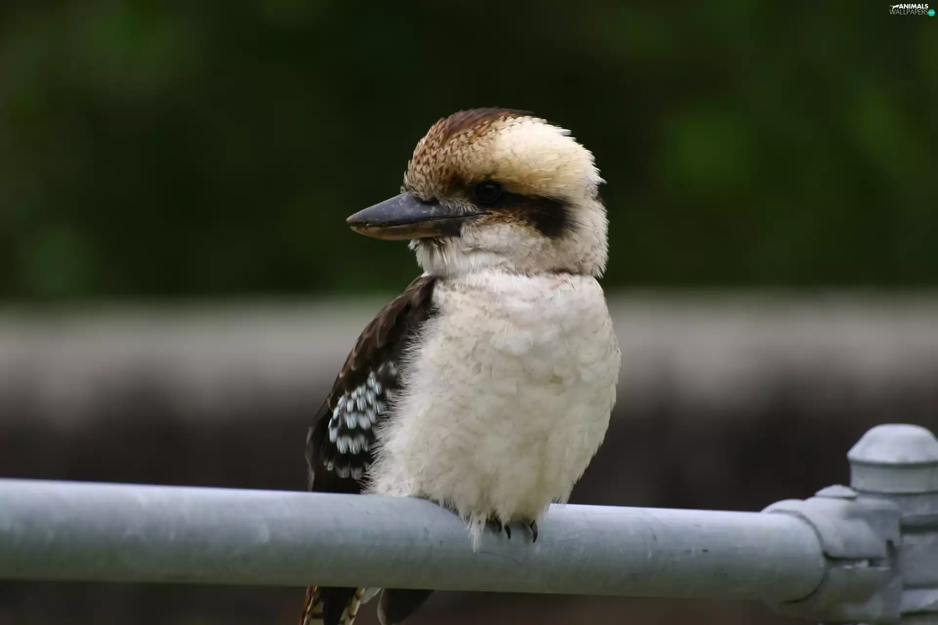 Bird, Dacelo novaeguineae, Dacelo novaeguineae, Australian