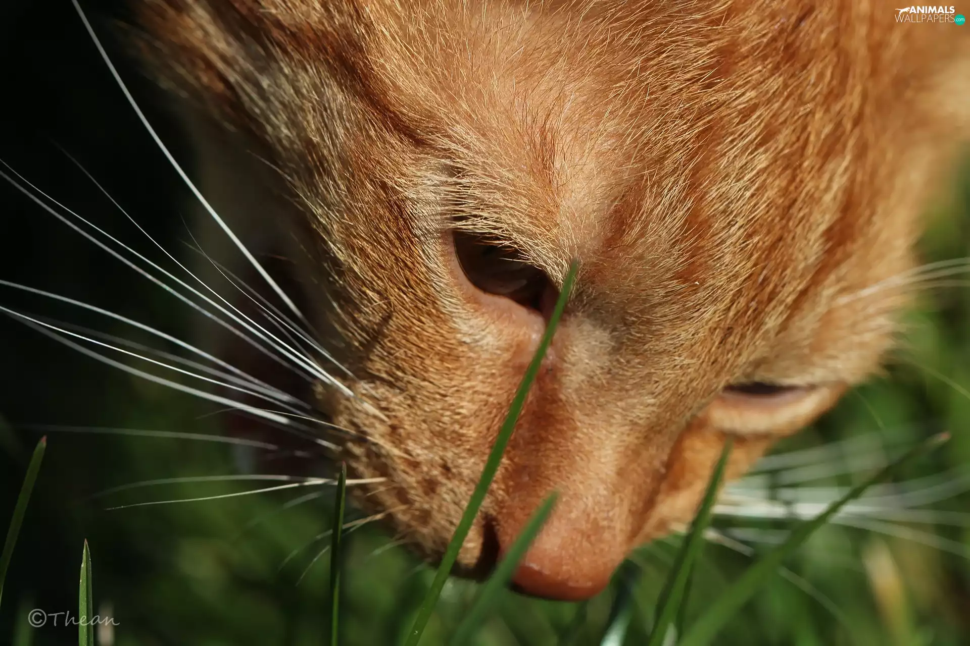 dachshund, ginger, cat