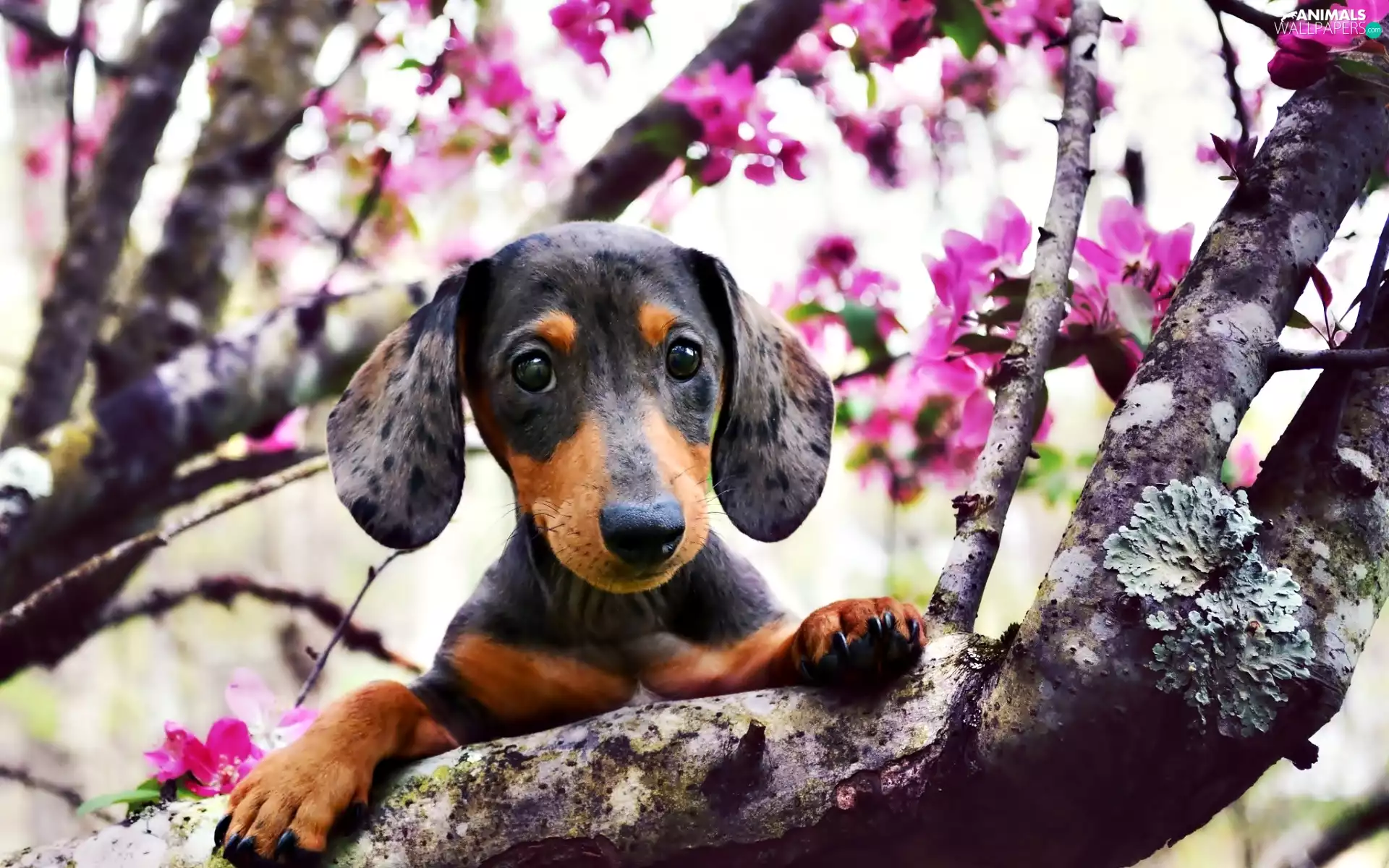 dog, flourishing, trees, dachshund