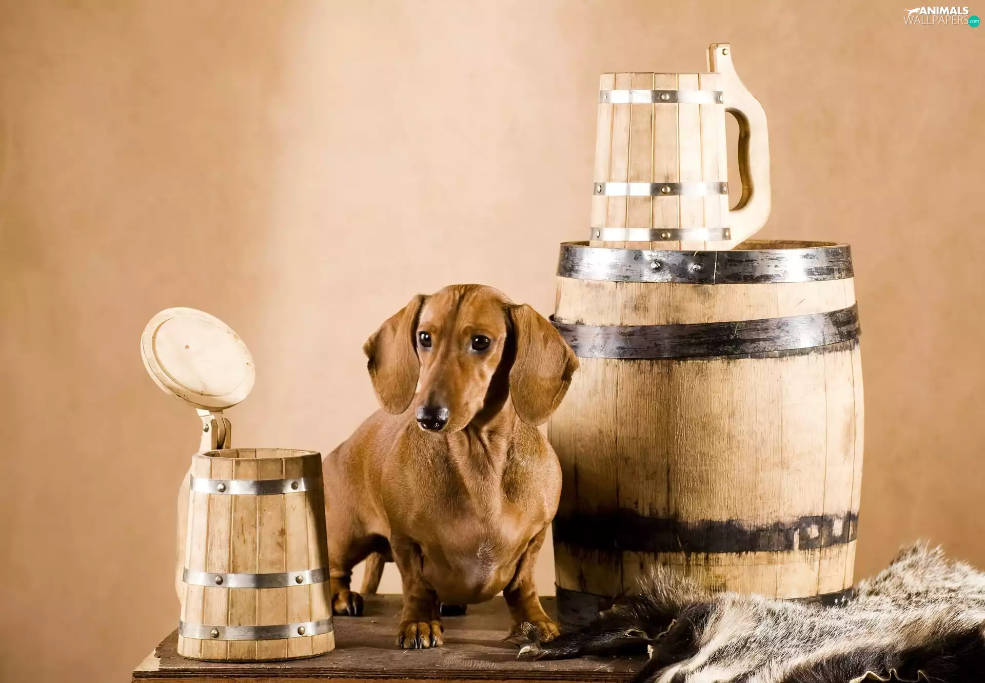 dachshund, drums