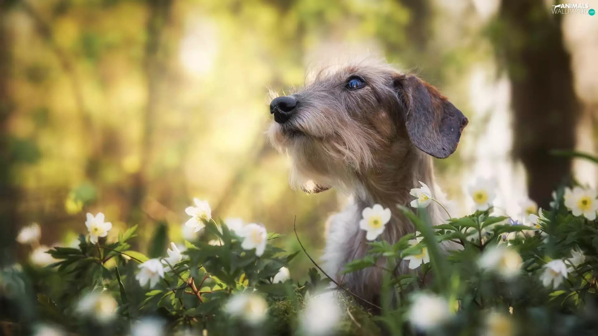 Flowers, dog, Wirehaired Dachshund