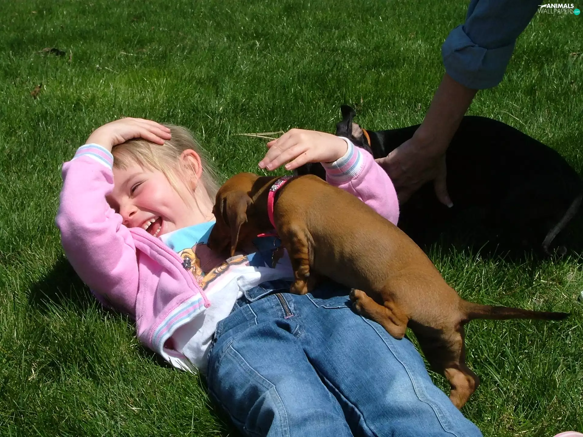 girl, Cheerful, play, dachshund